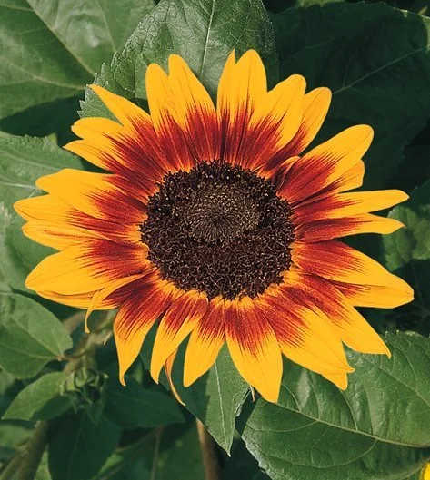 Growing in yoga