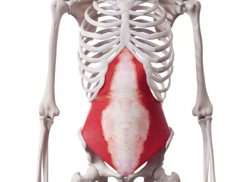 transverse abdominis