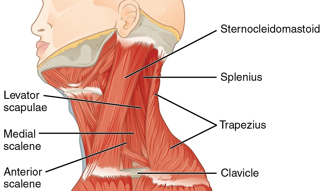 neck muscles