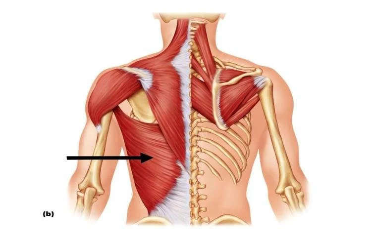 Lats