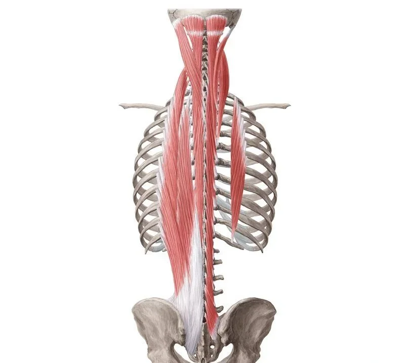 Spinal extensors