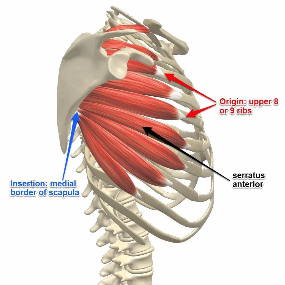 serratus jump back