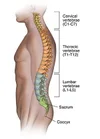 How to back bend safely so we open the front of the body without ...