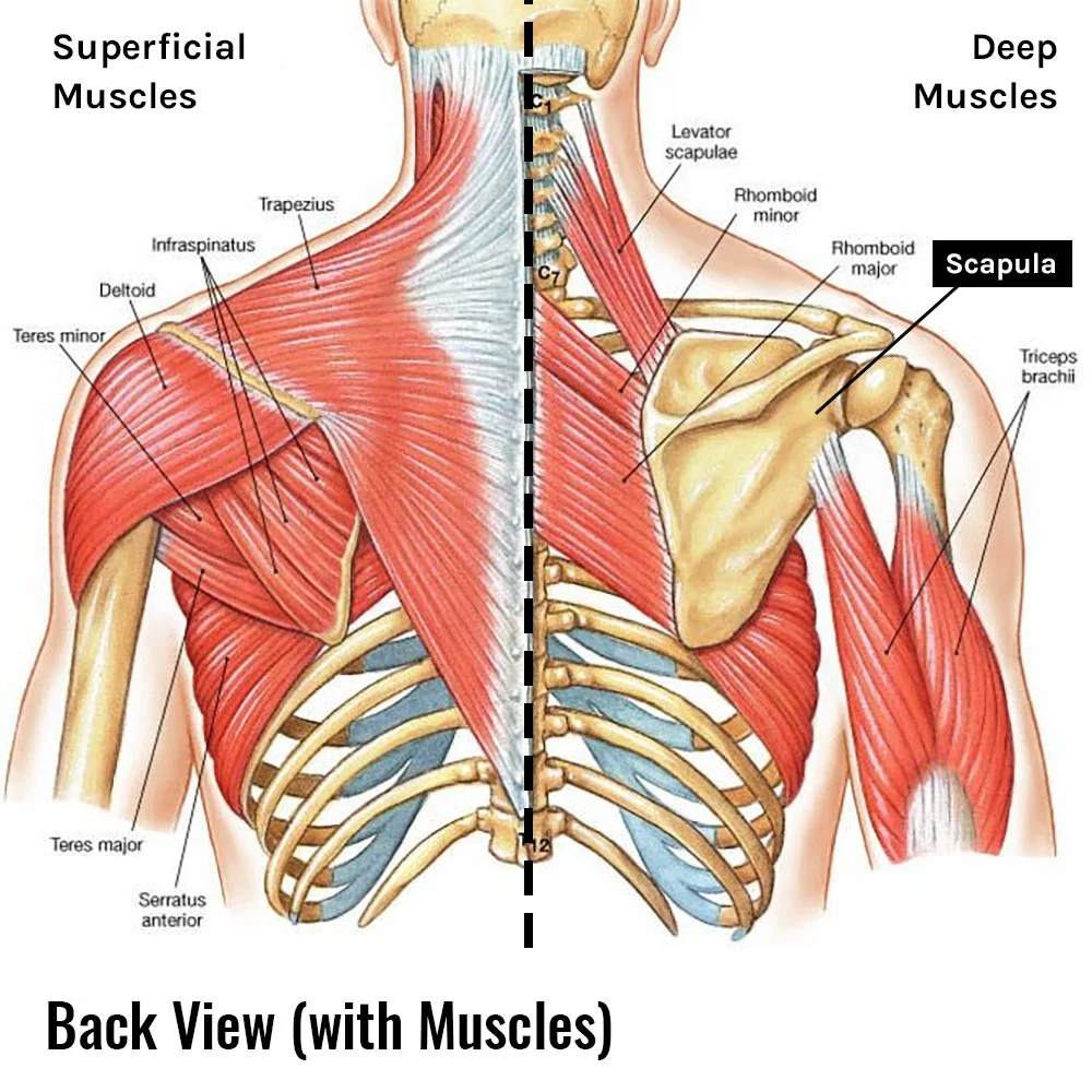Shoulder and back anatomy