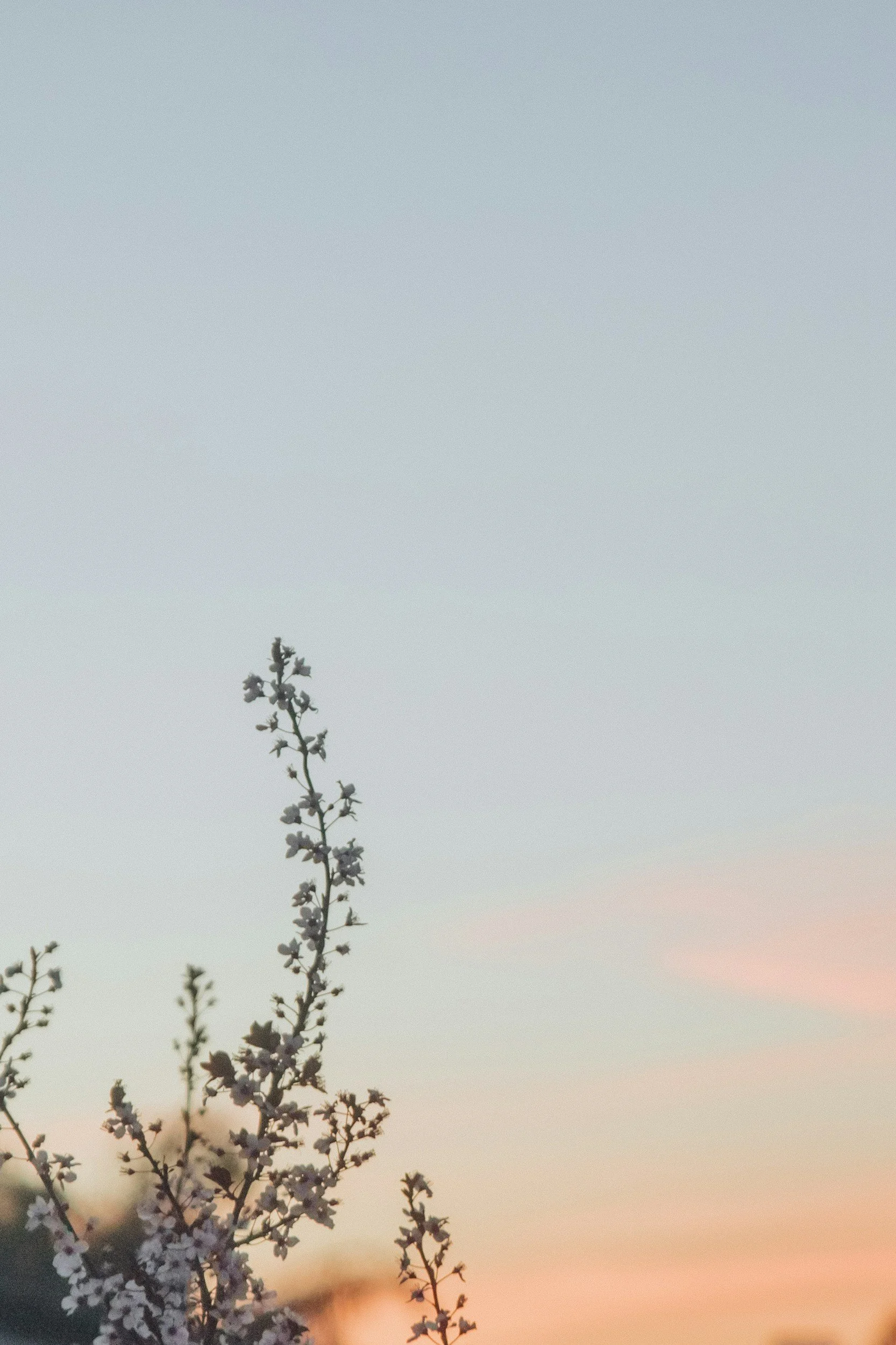 A close-up of a flowering plant with small white blossoms against a pastel sky during sunrise.