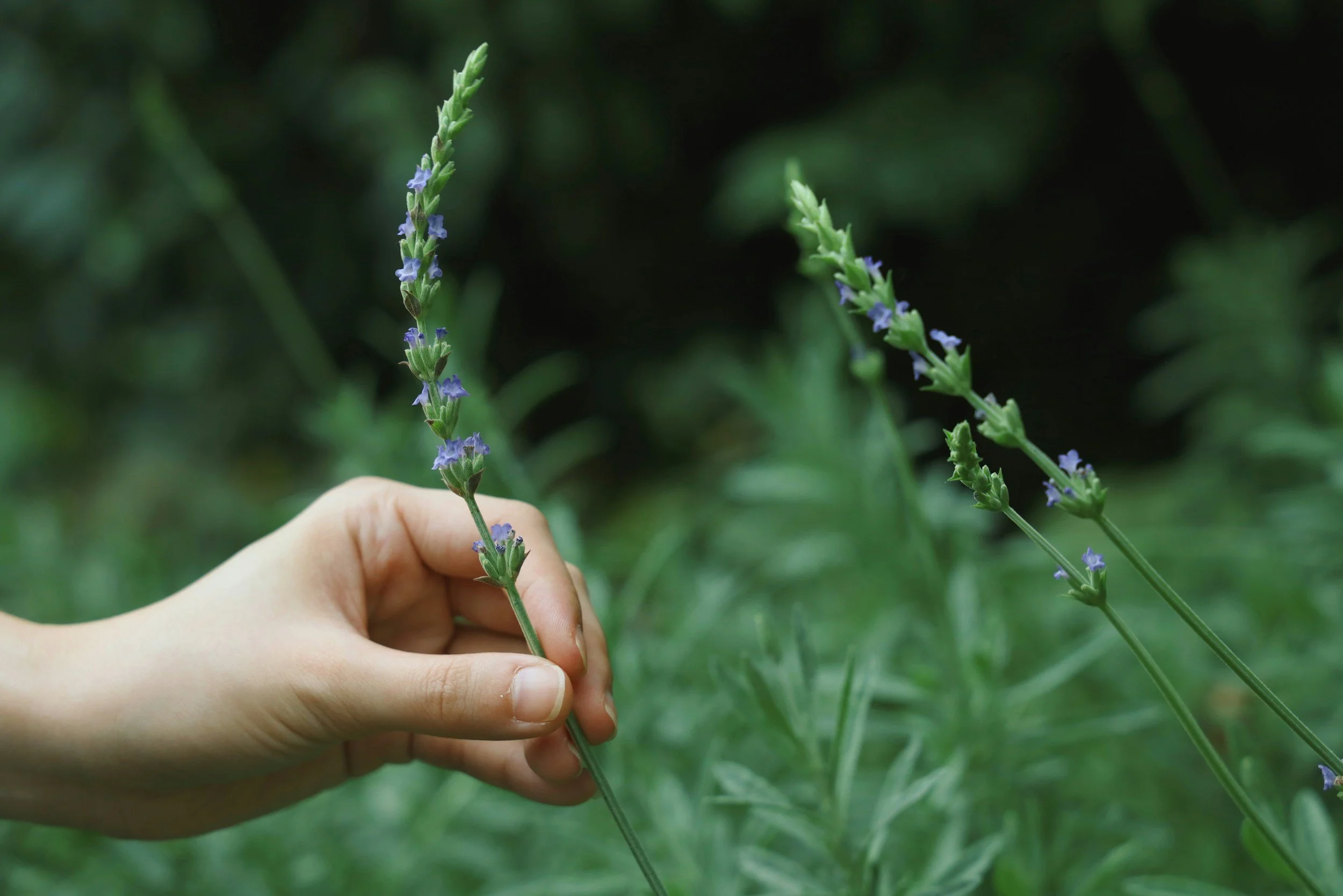 A hand holding a lavender flower in a natural outdoor setting.