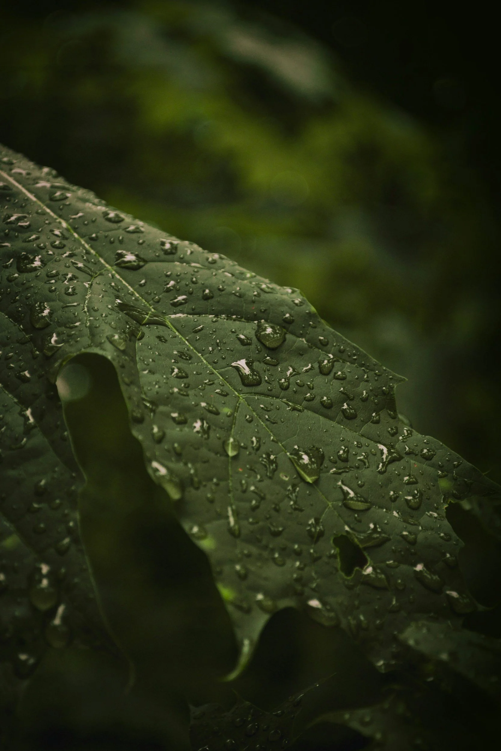 Close-up of a green oak leaf with water droplets on its surface, with a dark forested background.