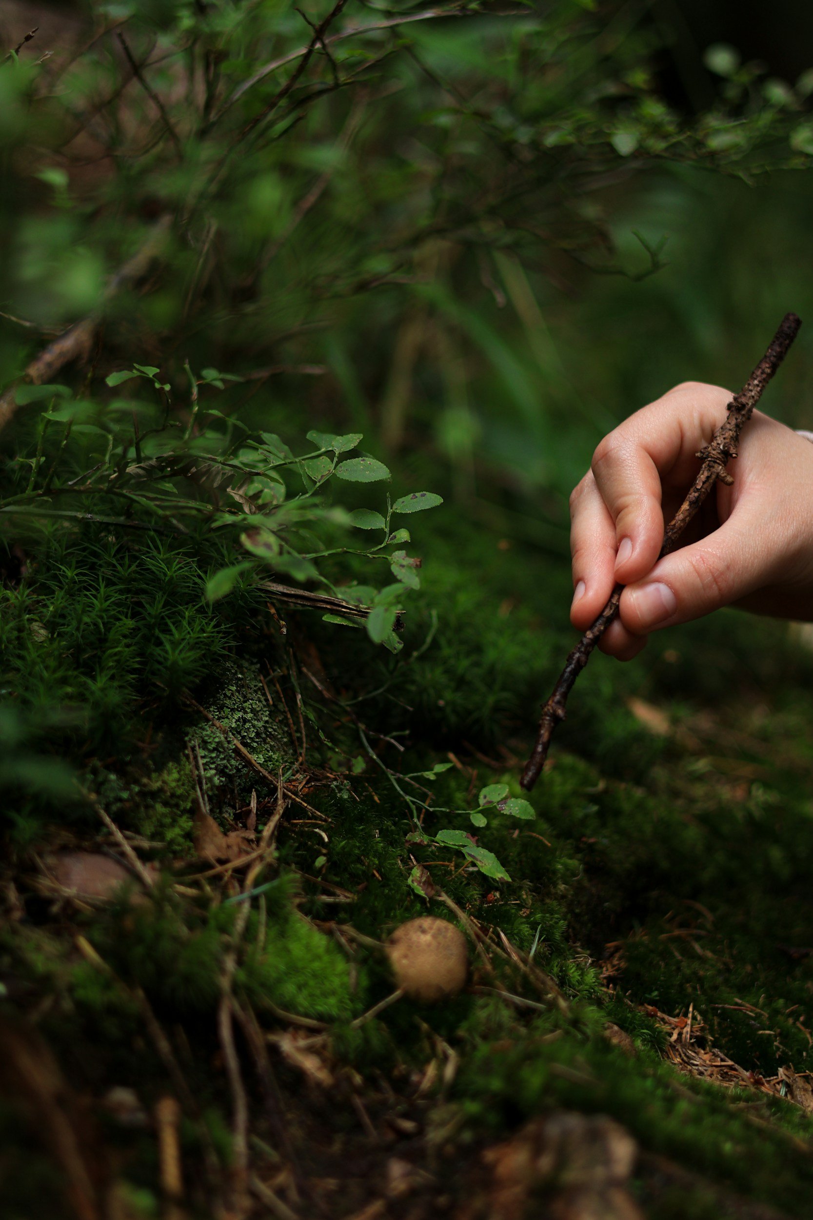 Close-up of a hand holding a stick, foraging in a mossy forest floor with green plants, moss, small mushrooms, and twigs.
