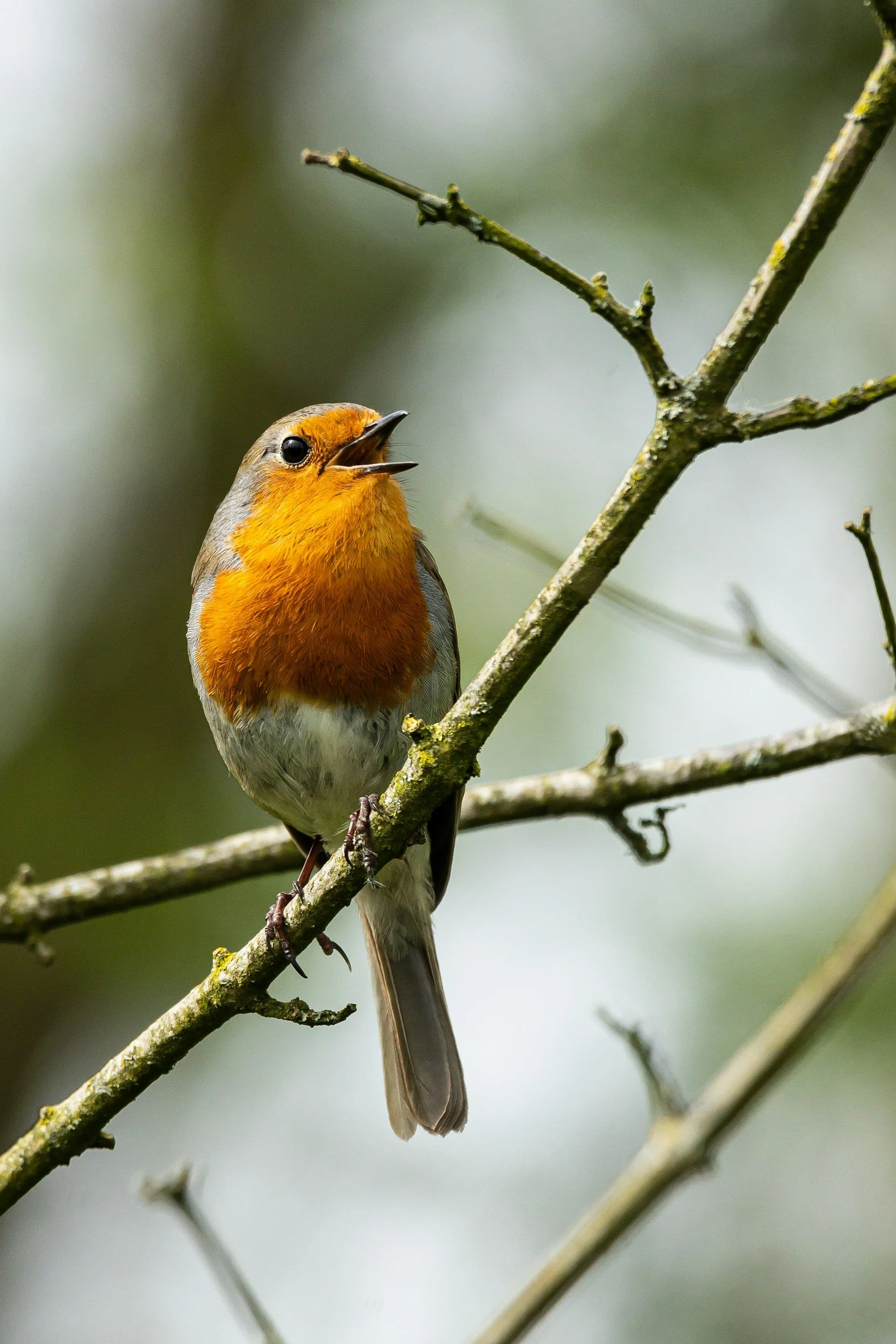 A small bird perched on a thin branch, with its beak open as if singing.