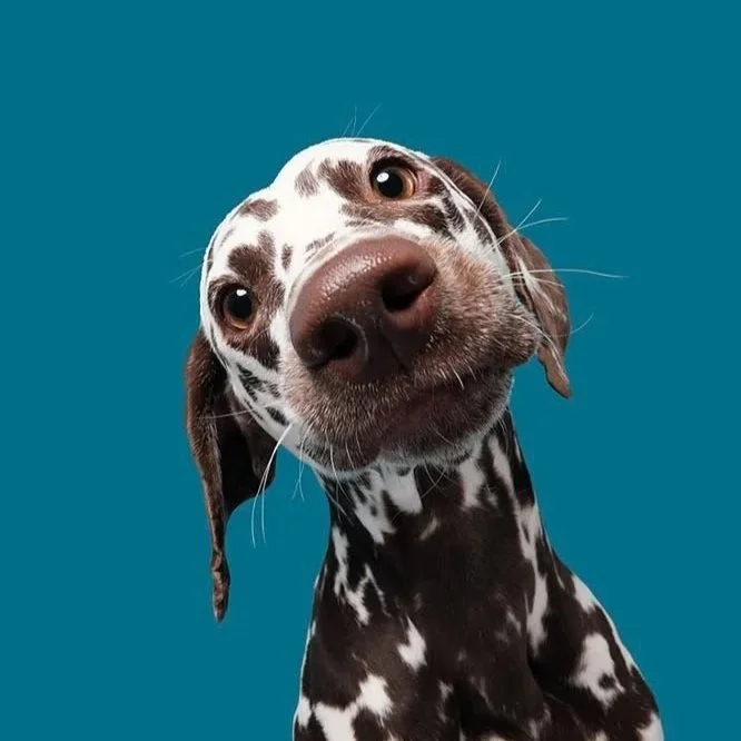 Respect Your Elders by Alpo