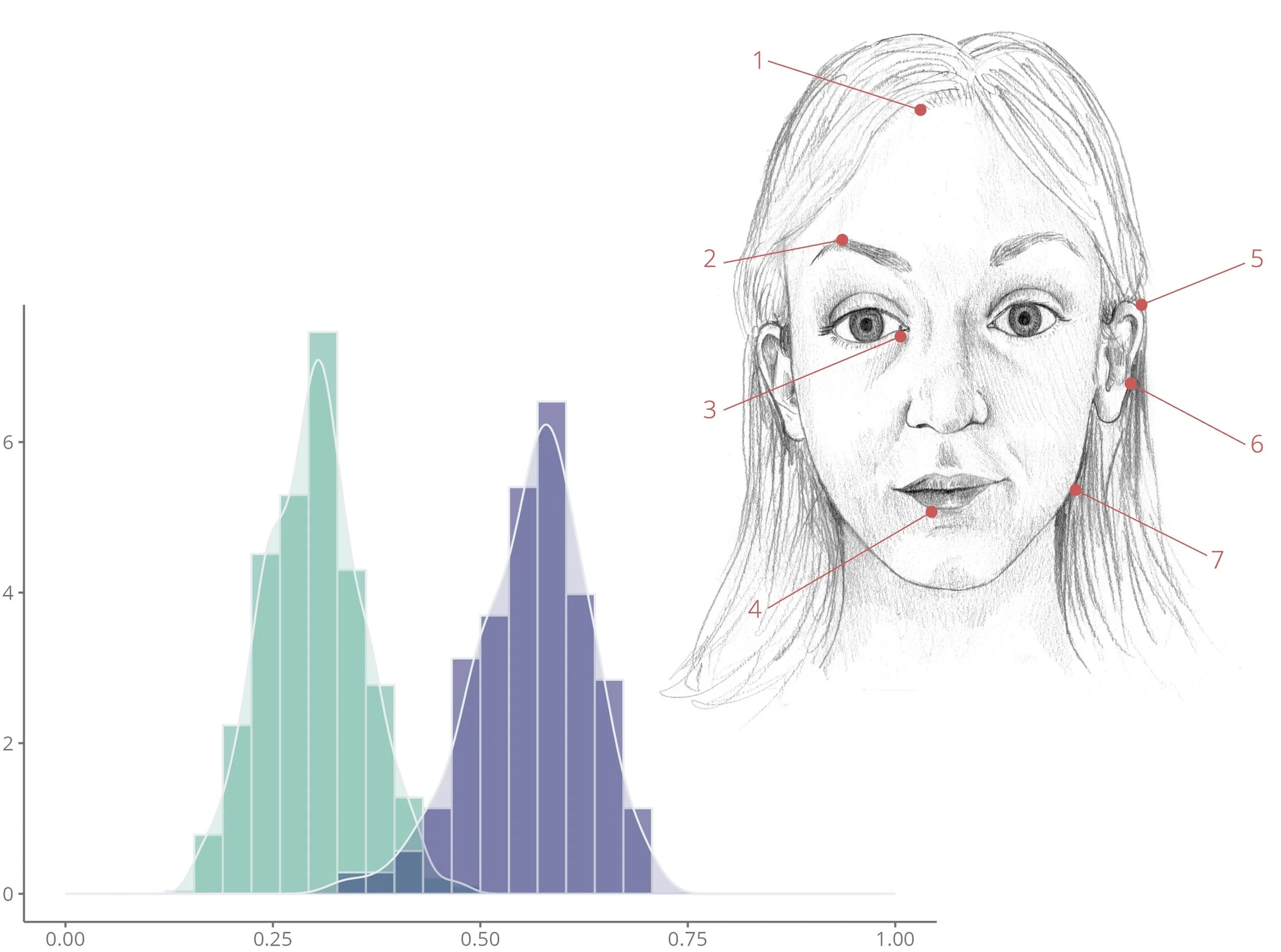 A detailed pencil sketch of a woman's face with numbered labels pointing to features, and a partial overlapping histogram chart on the left side.