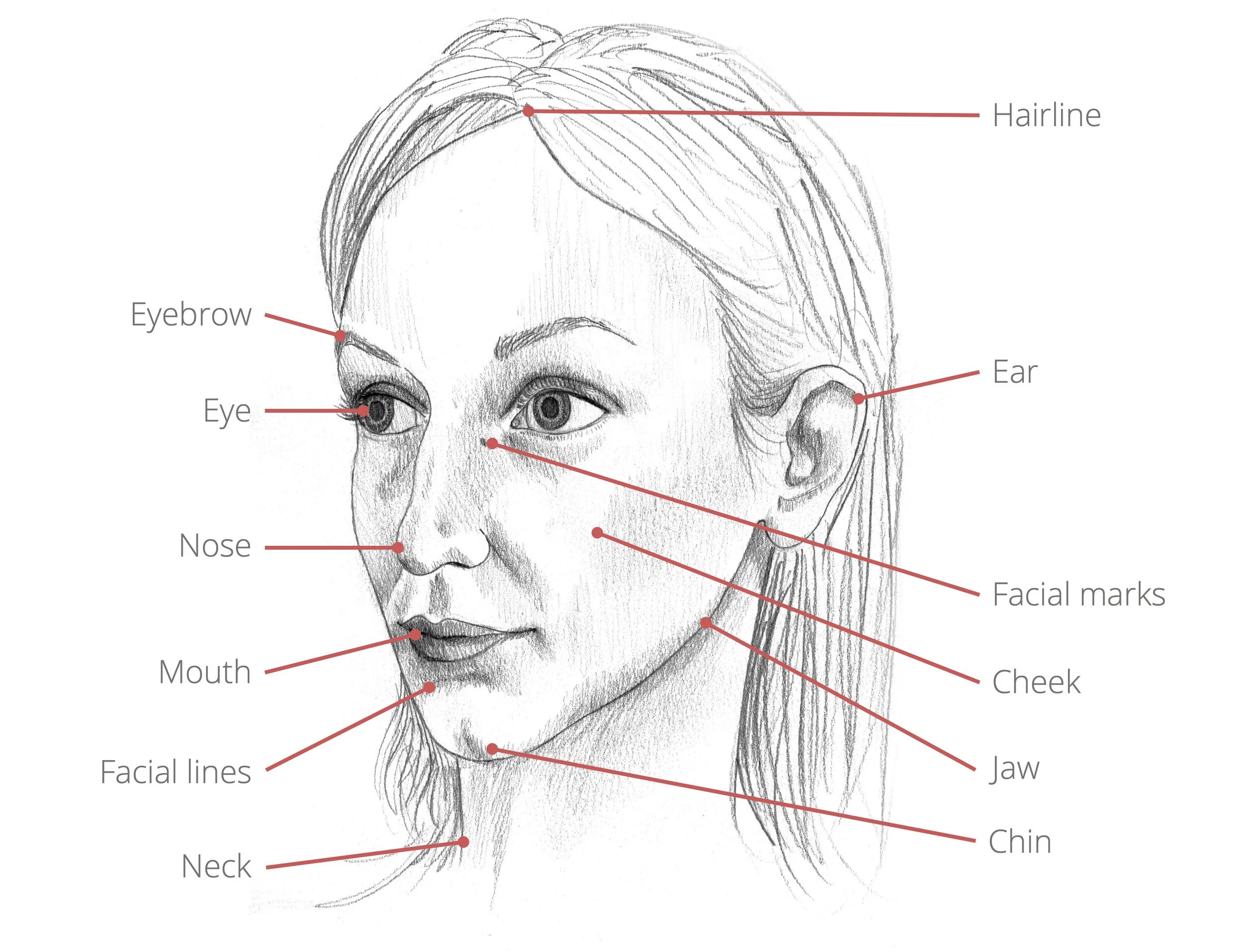 A labeled sketch of a woman's face with annotations pointing to various facial features, including hairline, eyebrow, eye, nose, mouth, facial lines, neck, ear, facial marks, cheek, jaw, chin.