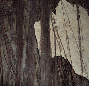 Close-up of peeling wall with exposed roots or vines hanging down.