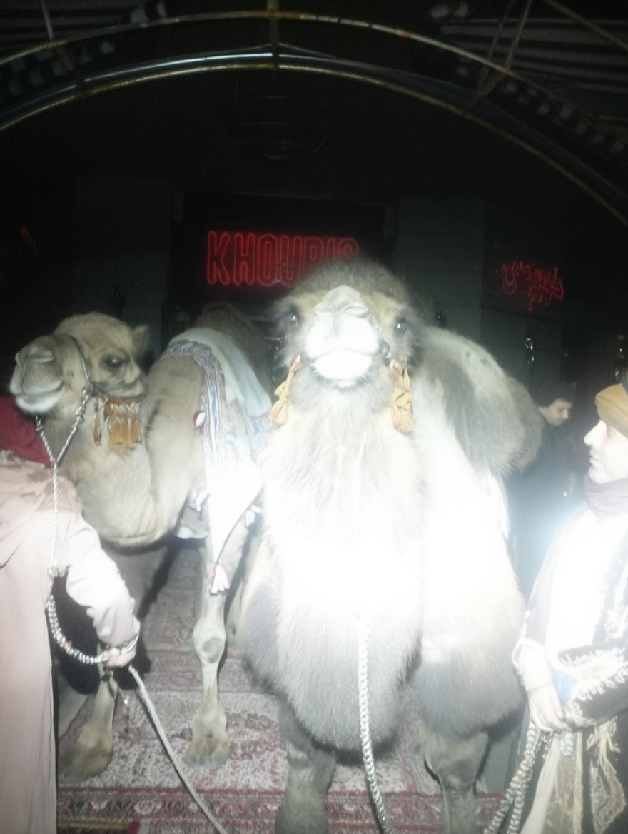 Flash with Camels.png