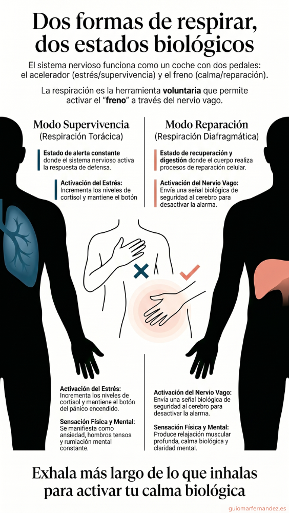 Infografía respiración diafragmática vs torácica: modo supervivencia y modo reparación - Guiomar Fernández