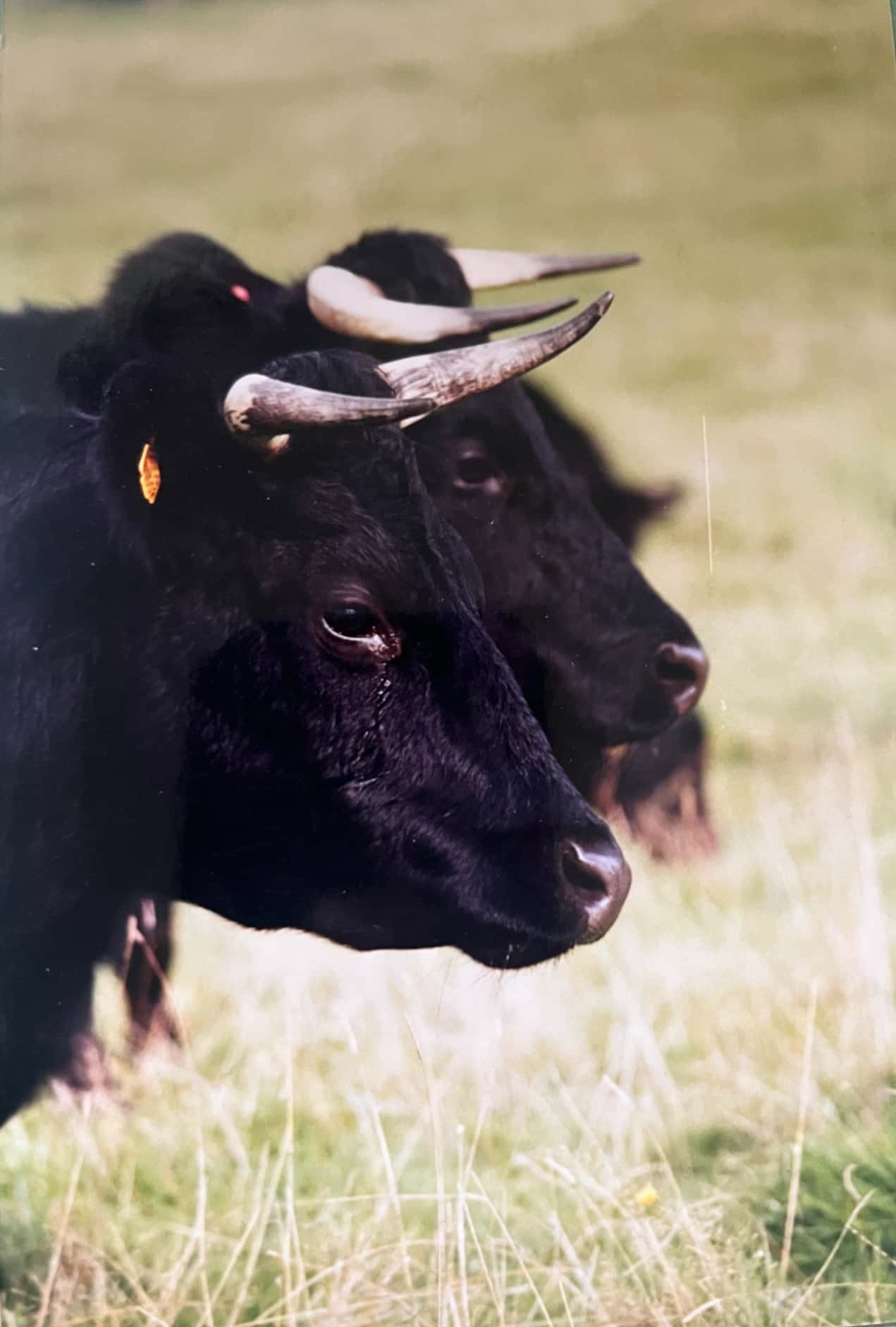 The first Dexter cattle on the farm during the 1990's
