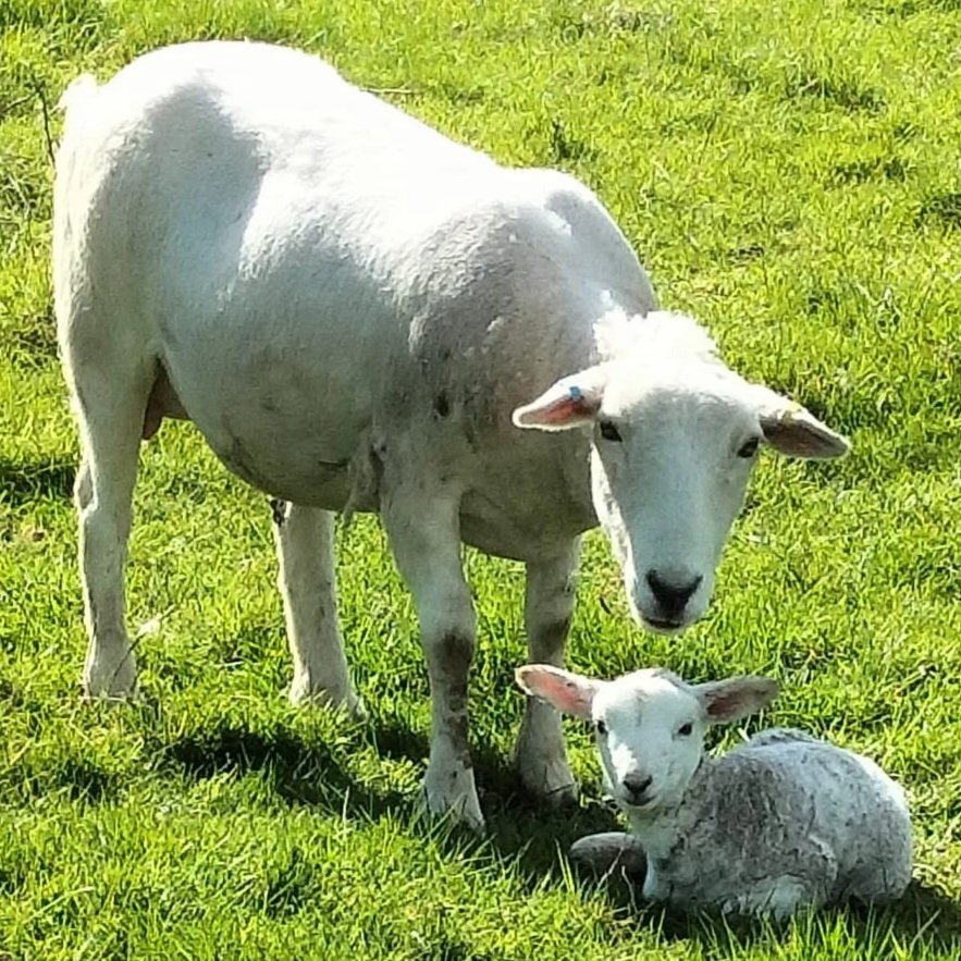 Spring Newsletter 2026