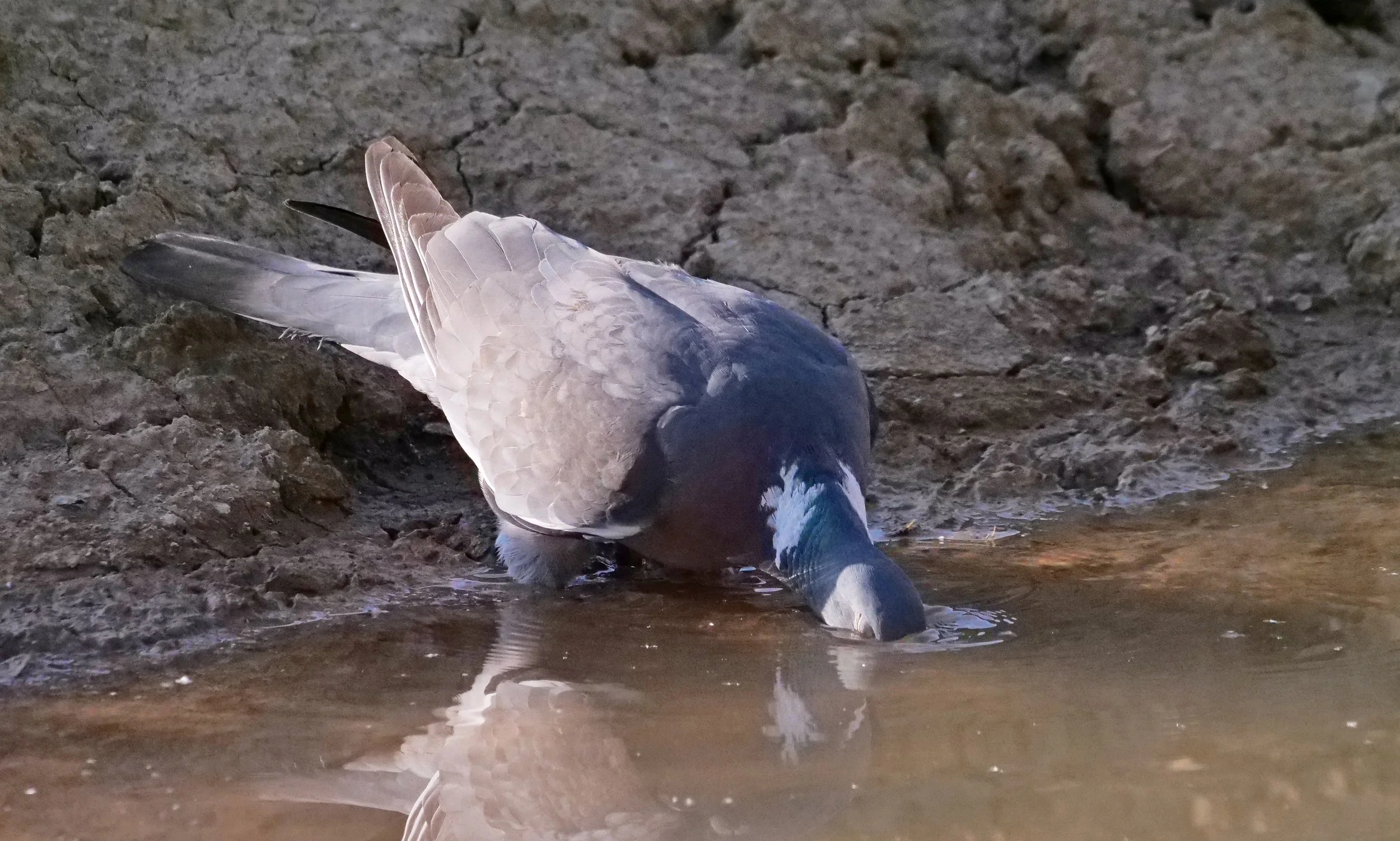 Thirsty PigeonP1335391.jpg