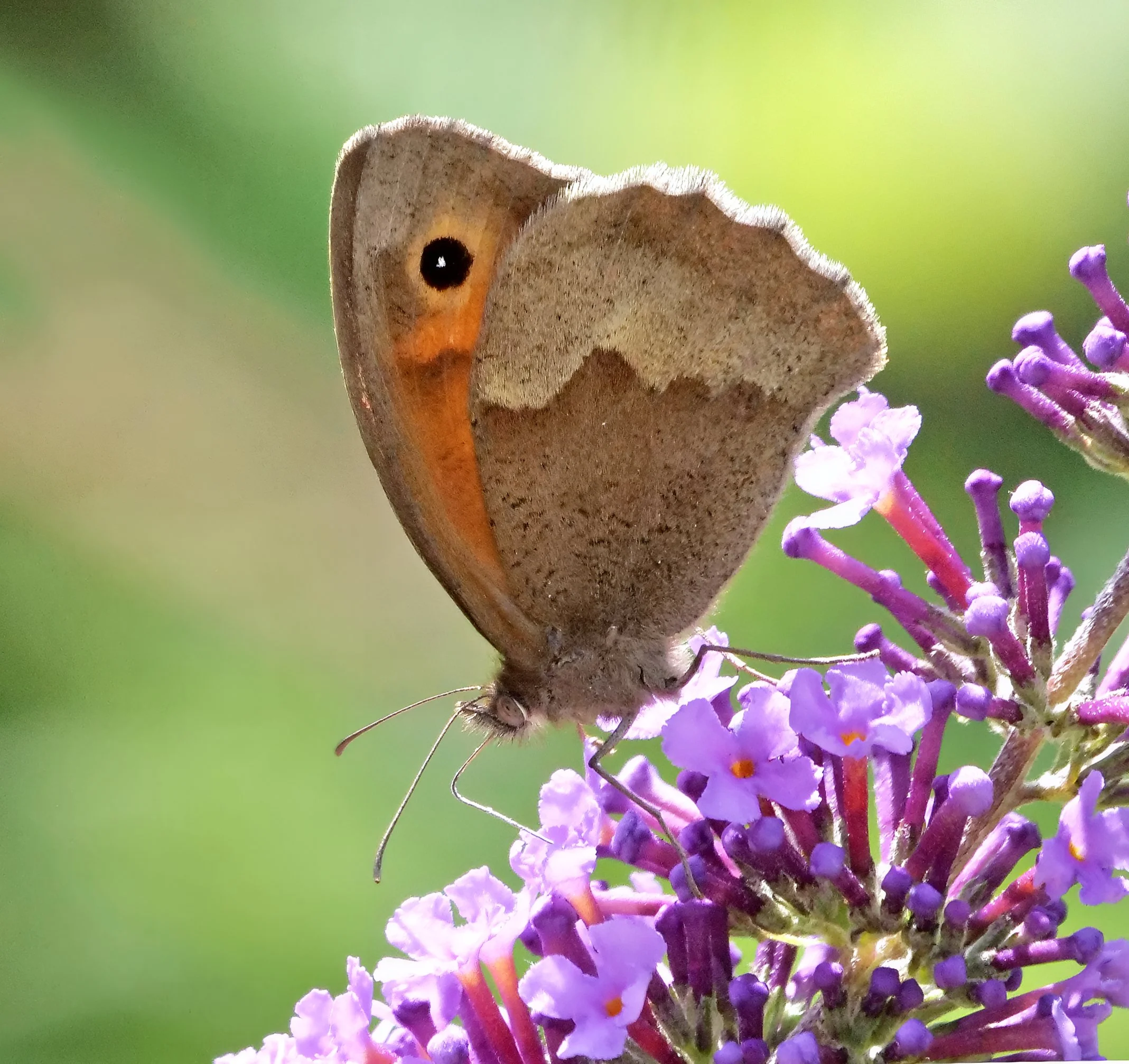 Meadow brown (Maniola jurtina) (2).jpg