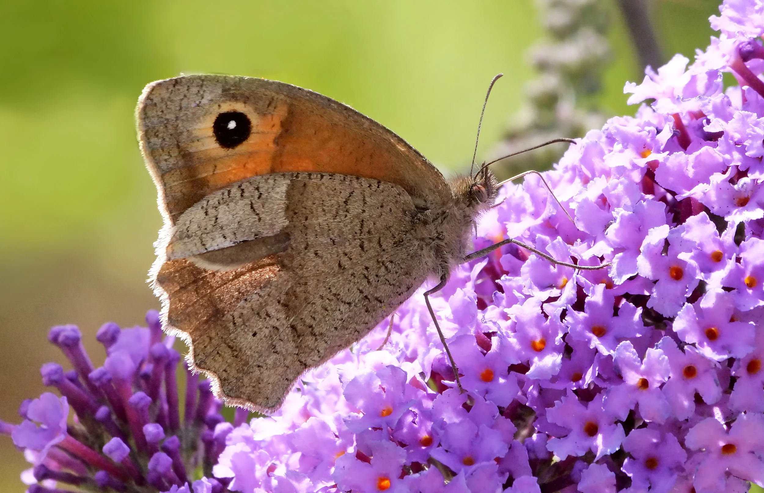 Meadow brown (Maniola jurtina) (1).jpg