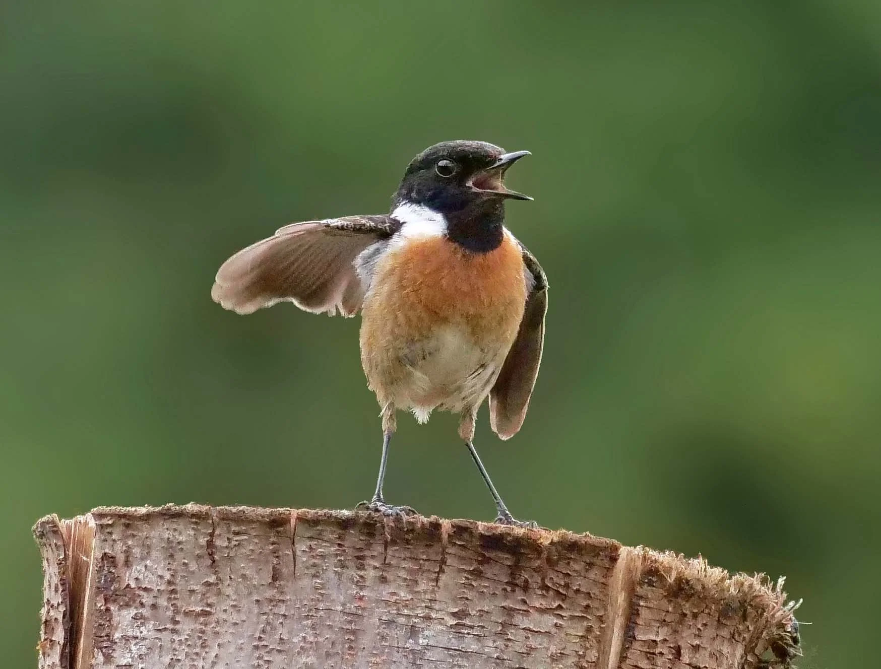 Male Stonechat 1.jpg