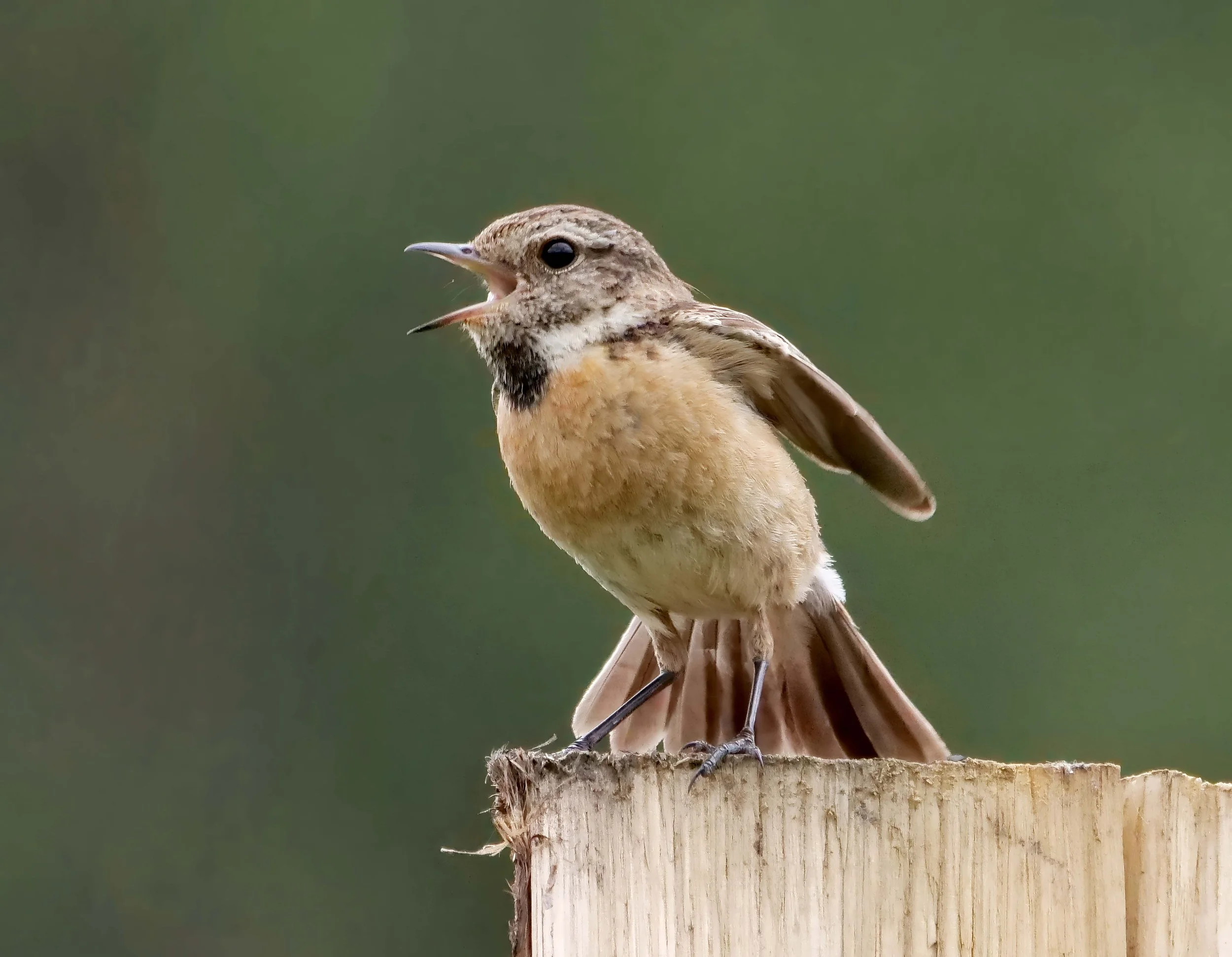 Female Stonechat 1.jpg