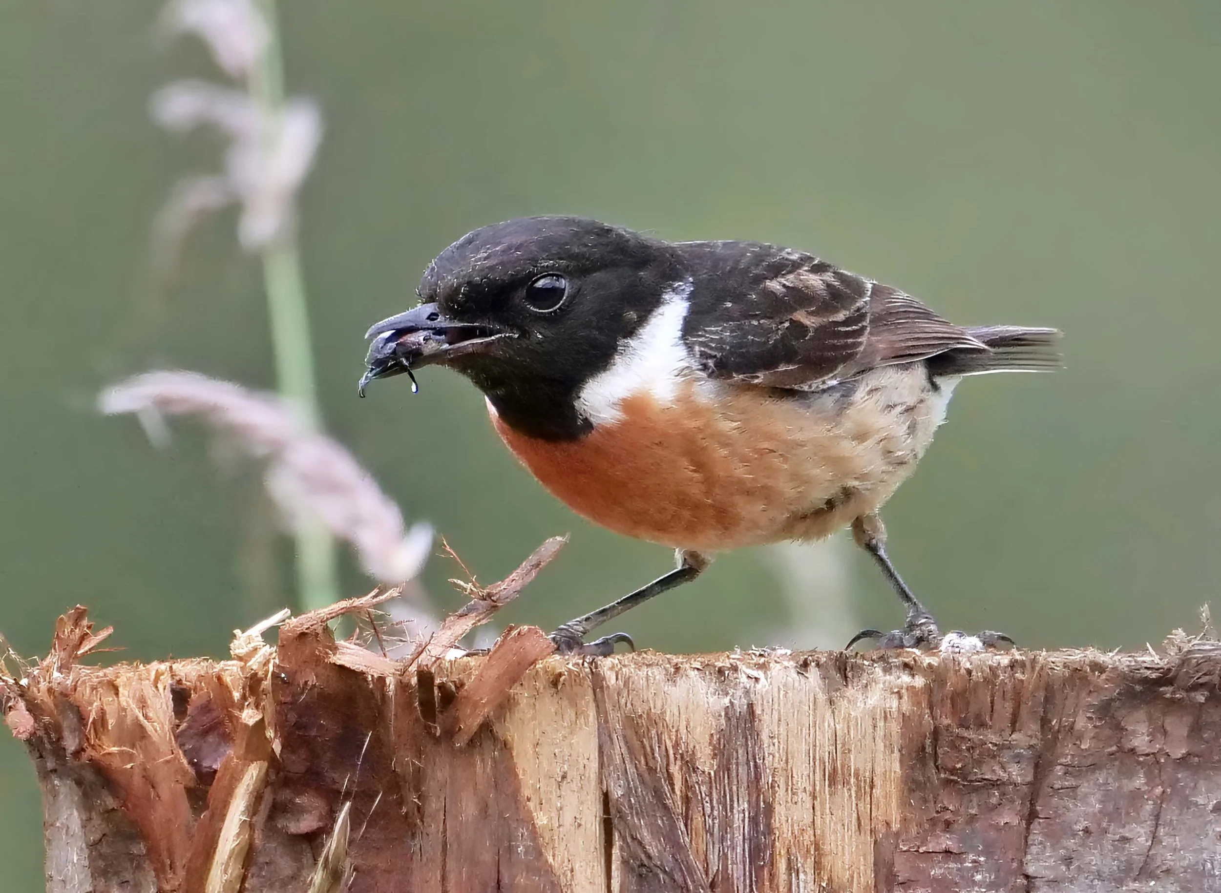 Male Stonechat with a beetle.jpg