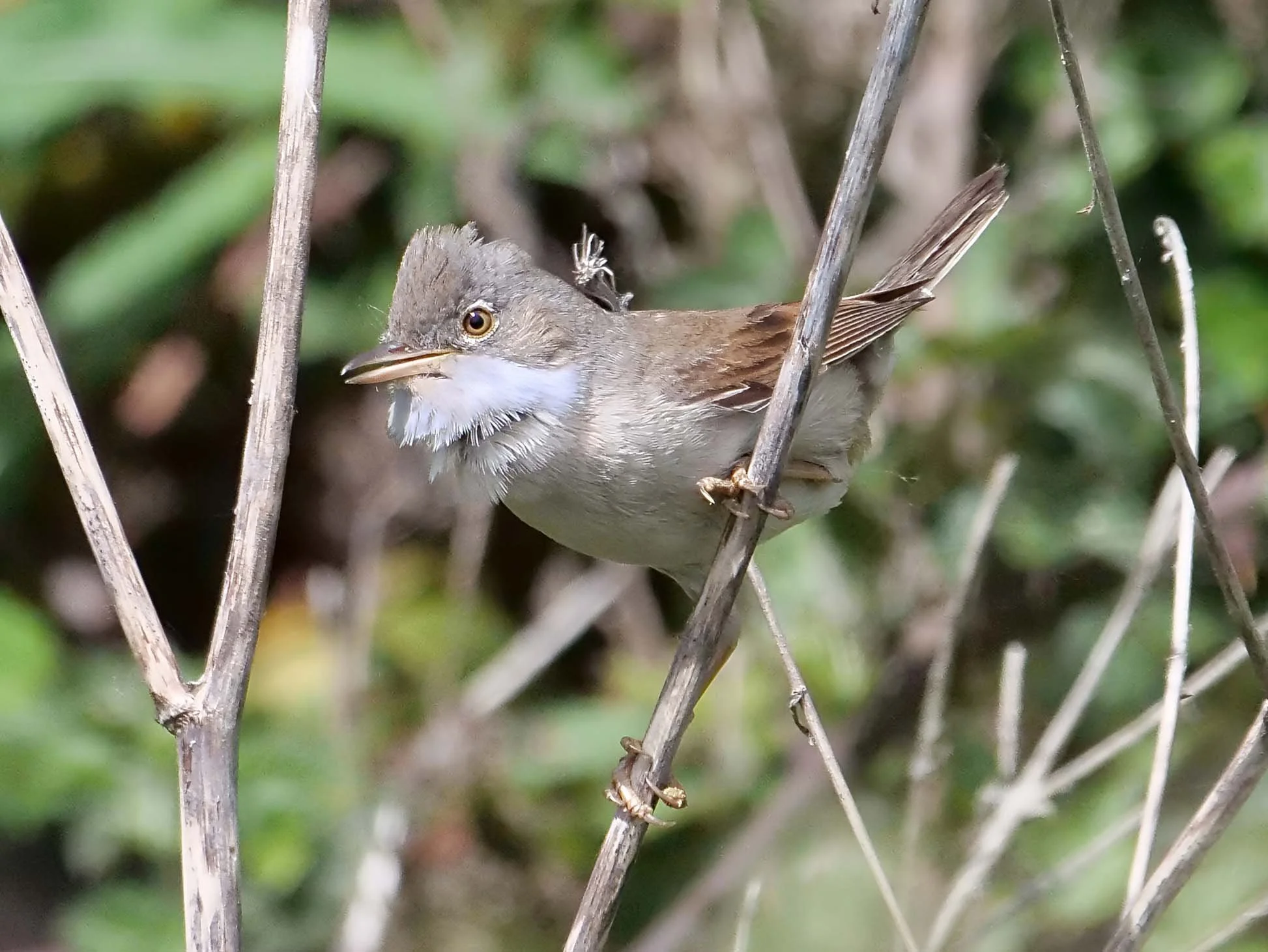 Whitethroat 1.jpg