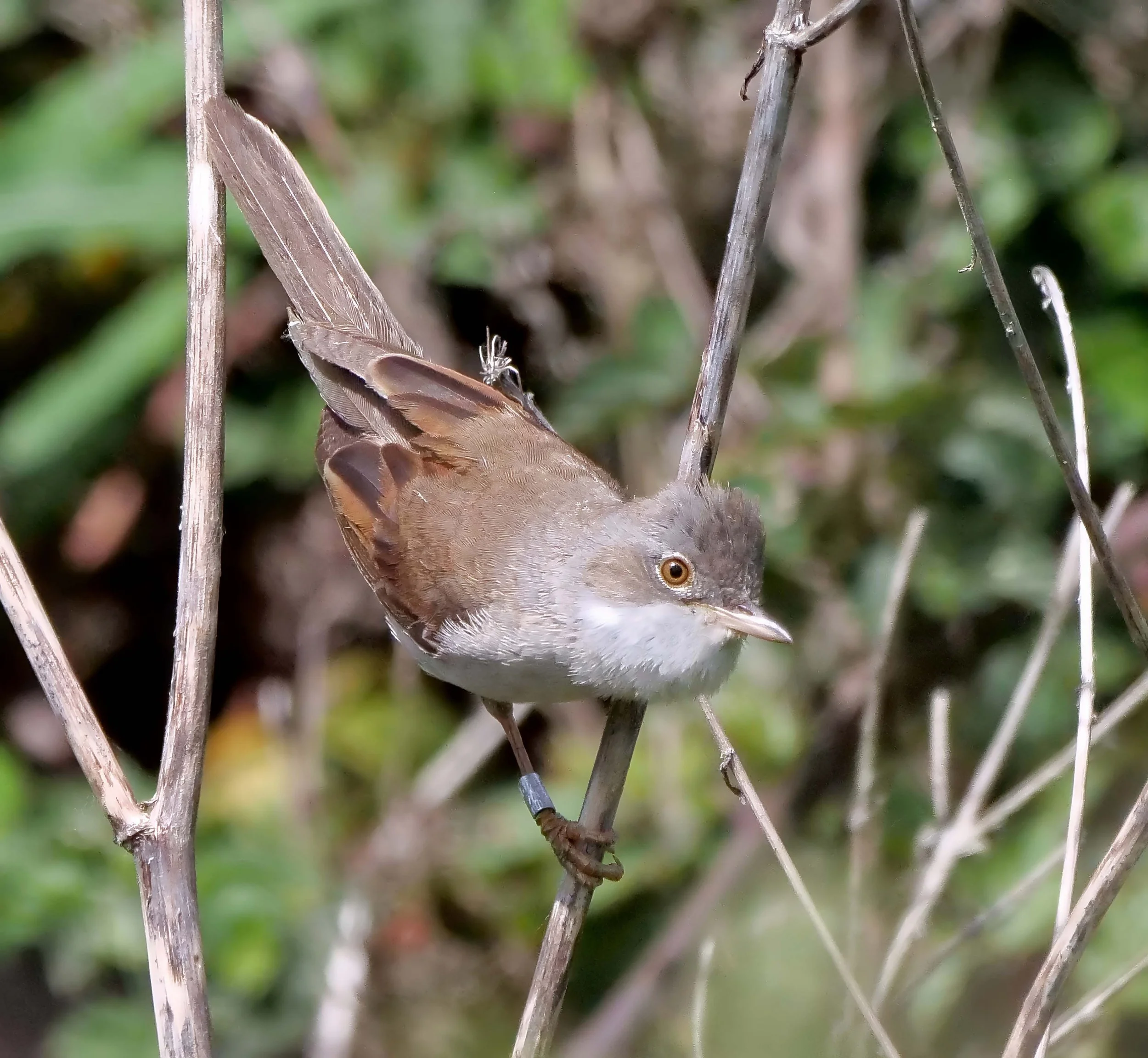 Whitethroat 2.jpg
