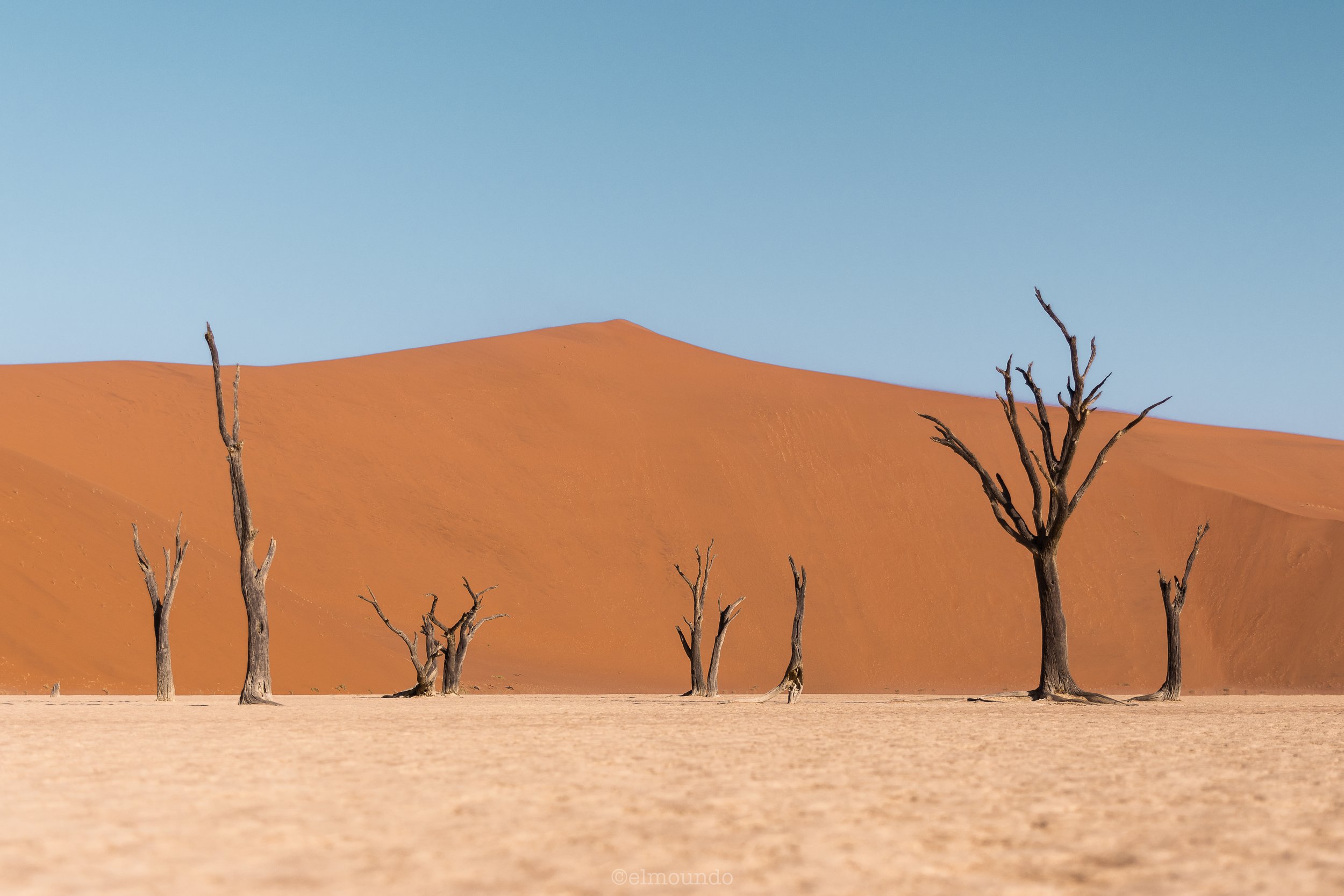 Dune & dead trees