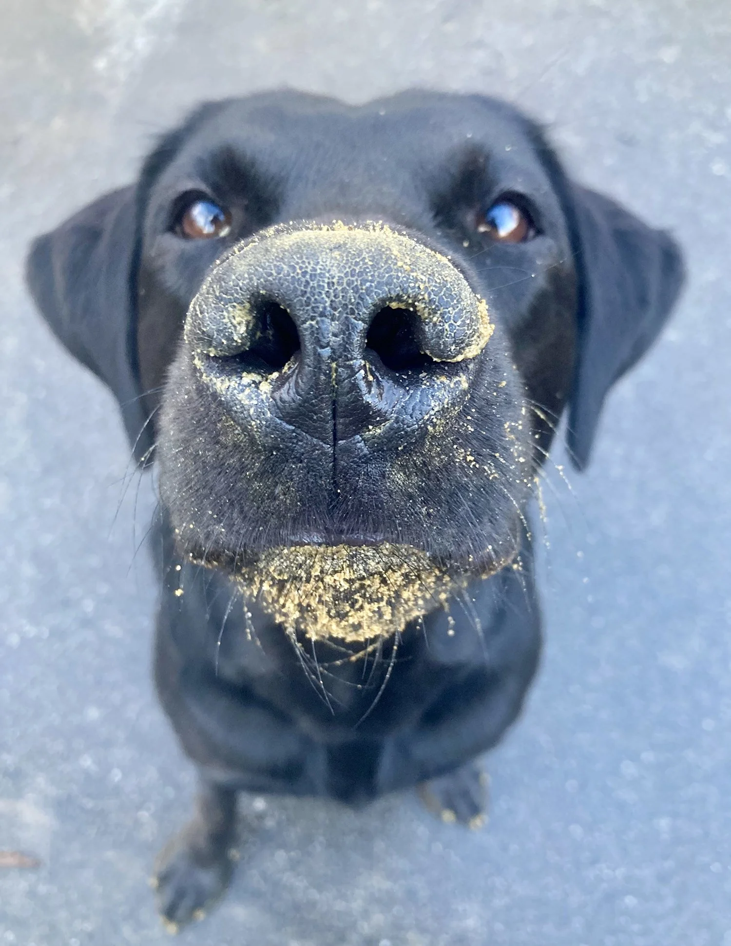 Hündin Phoebe Etwas Anderes