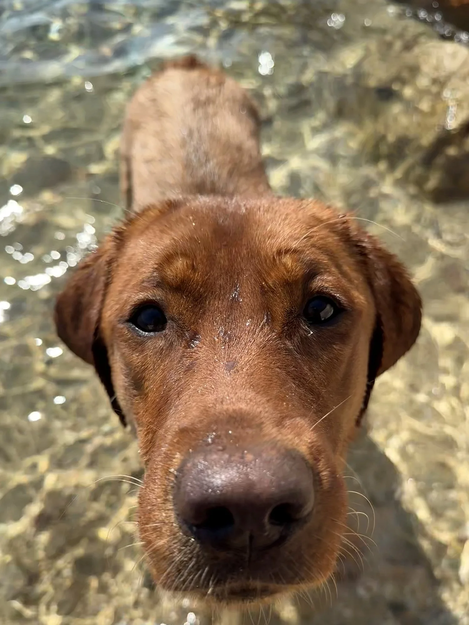 Hündin Finni Etwas Anderes