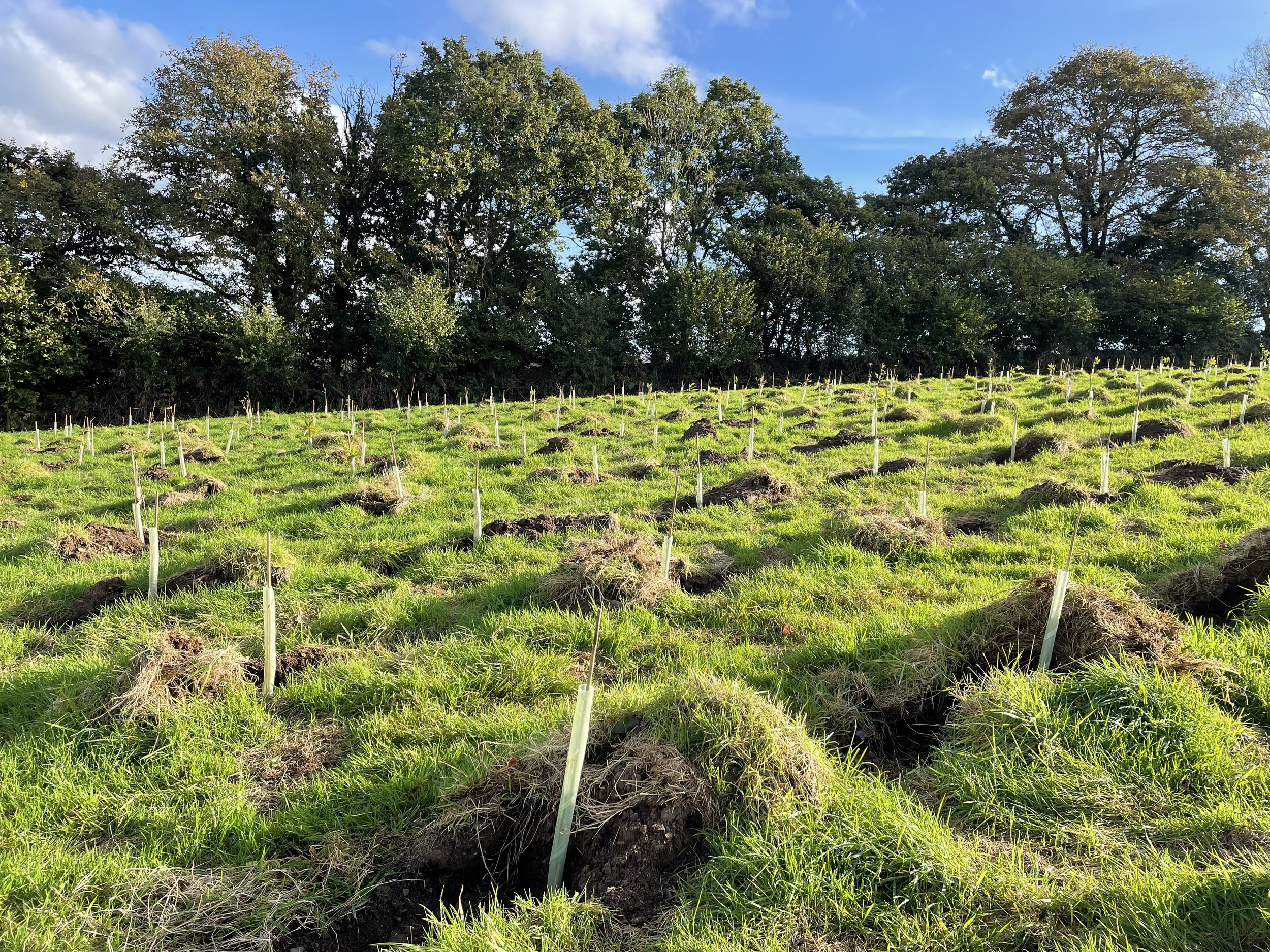 The reasons for woodland creation