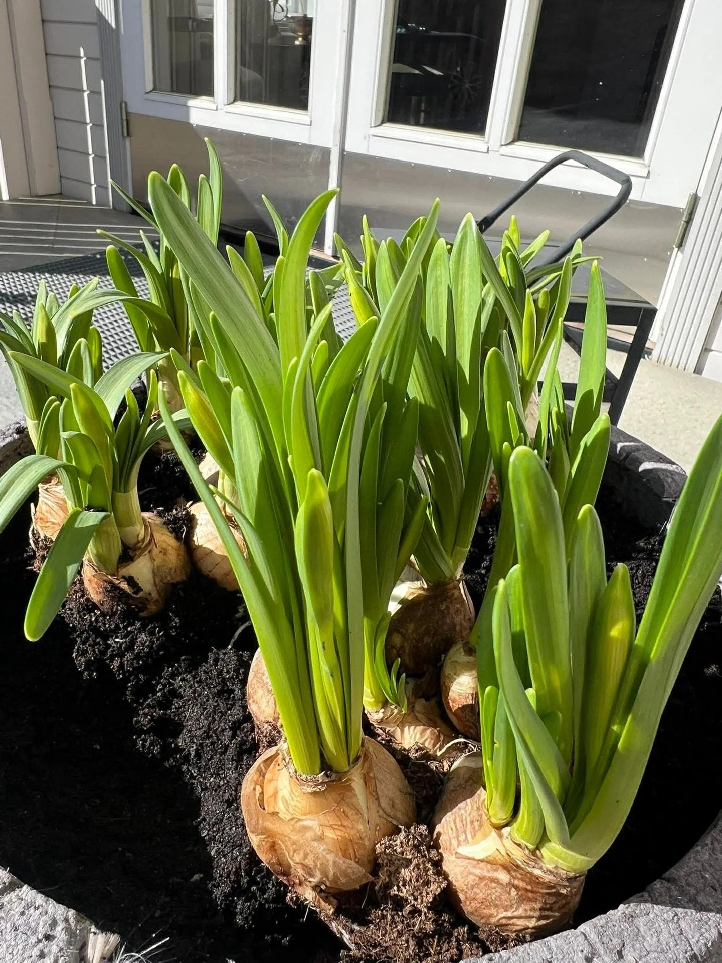 Det pyntes til p&aring;ske  p&aring; Odd fellow imellom tapas og grytecateringer🌼🐣 
Ha en nydelig mandag!✨

#cateringski #grevestua #oddfellowski