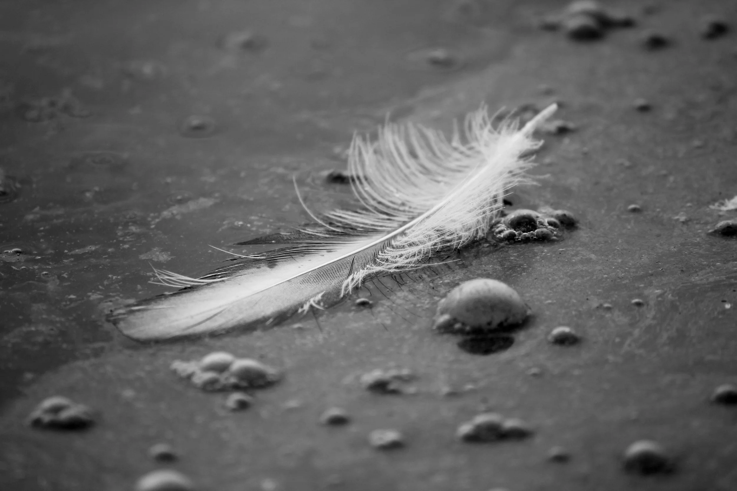 Morbid Tranquility.jpg