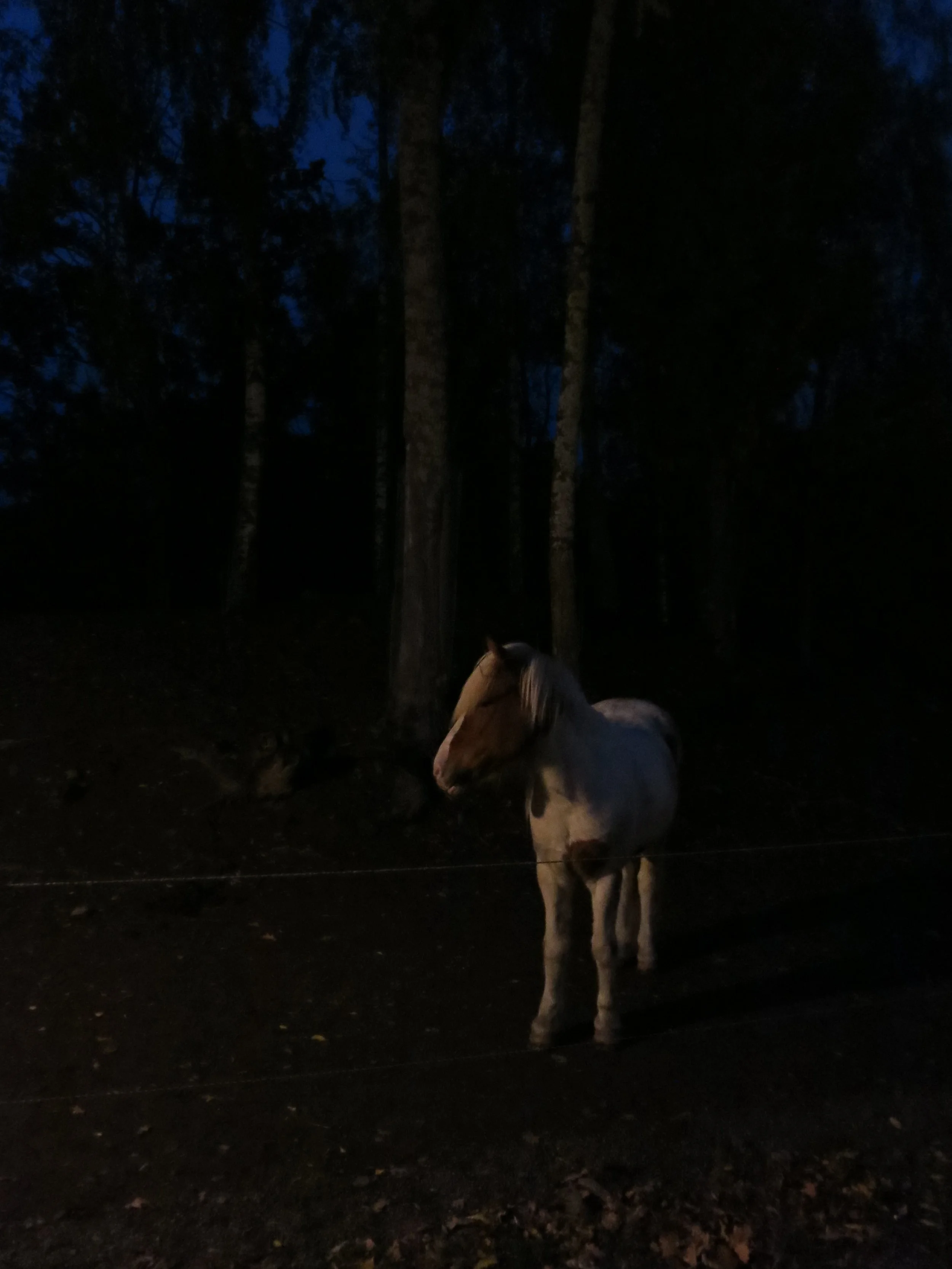 IMG_1847.jpeg