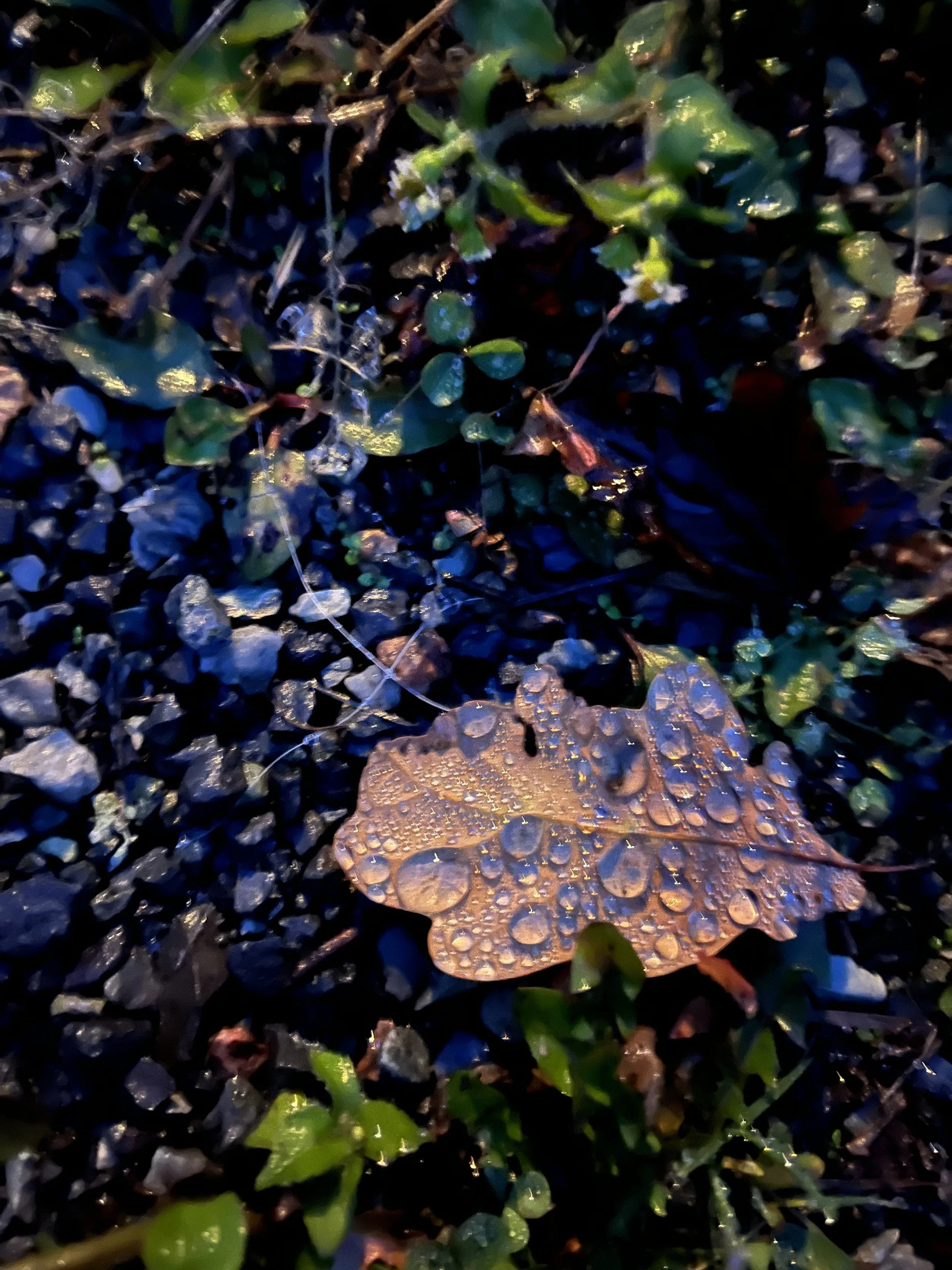 IMG_0989.jpeg