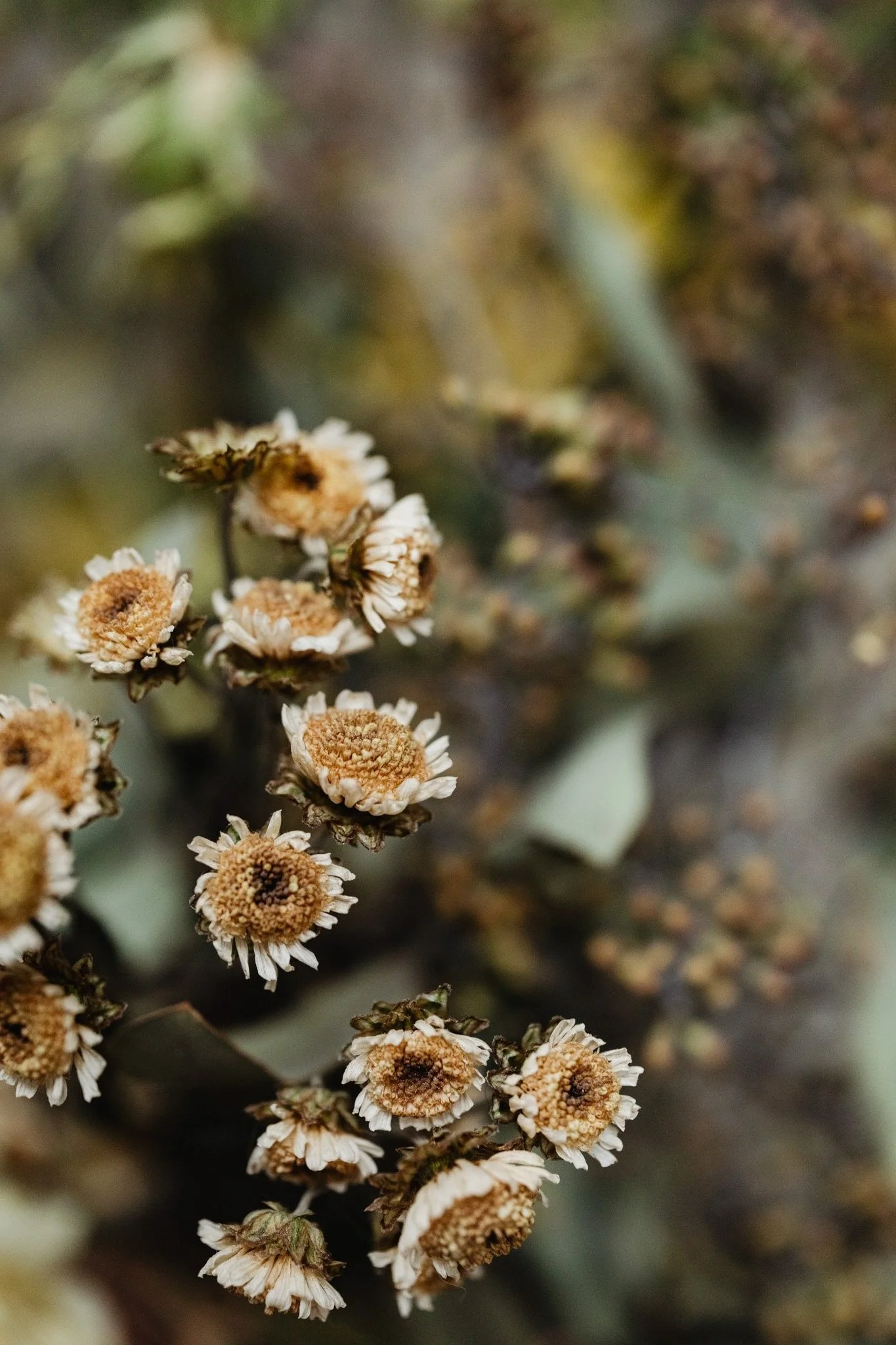 yellow and white flowers on a green background