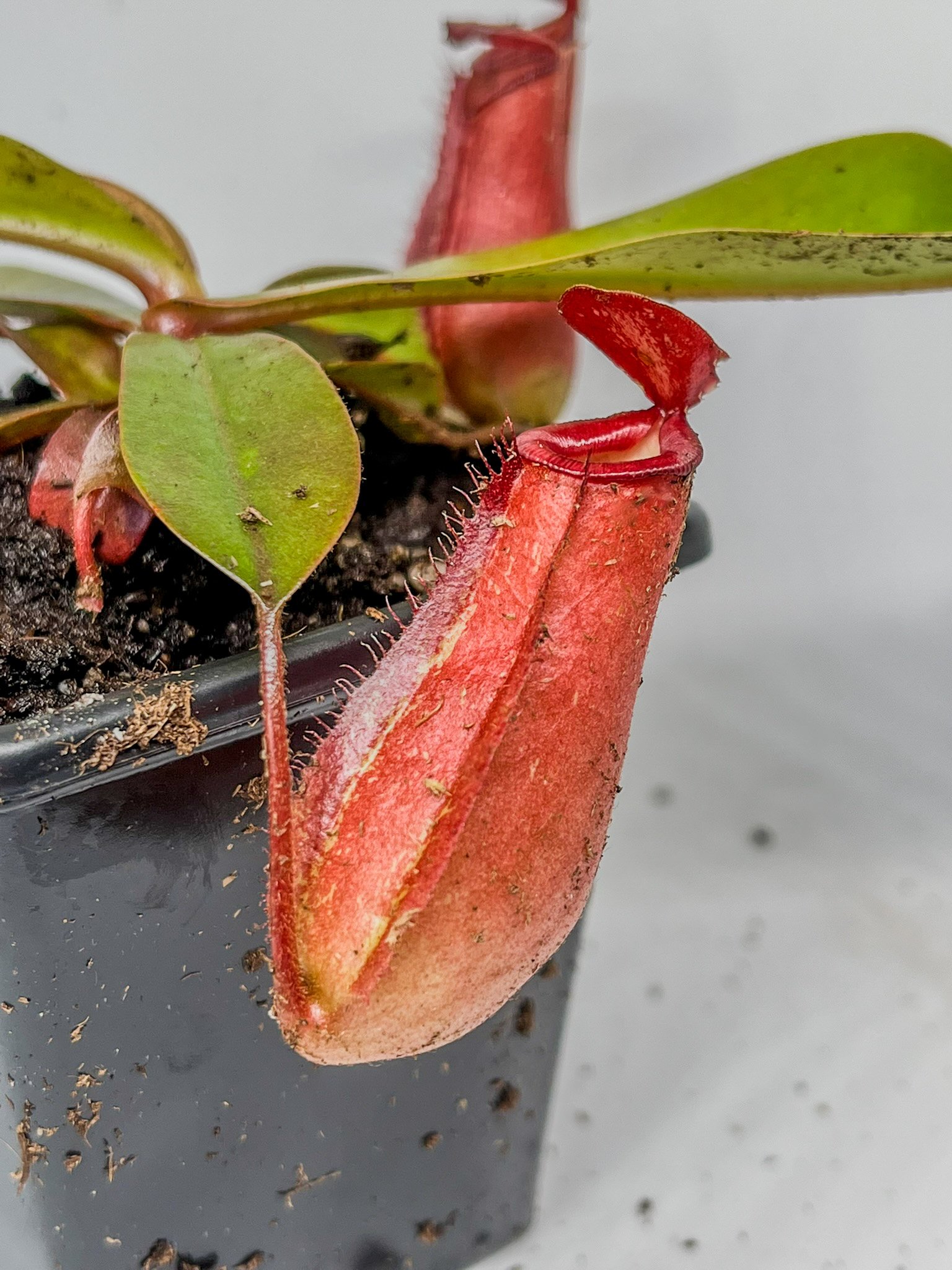 Nepenthes - Bloody Mary