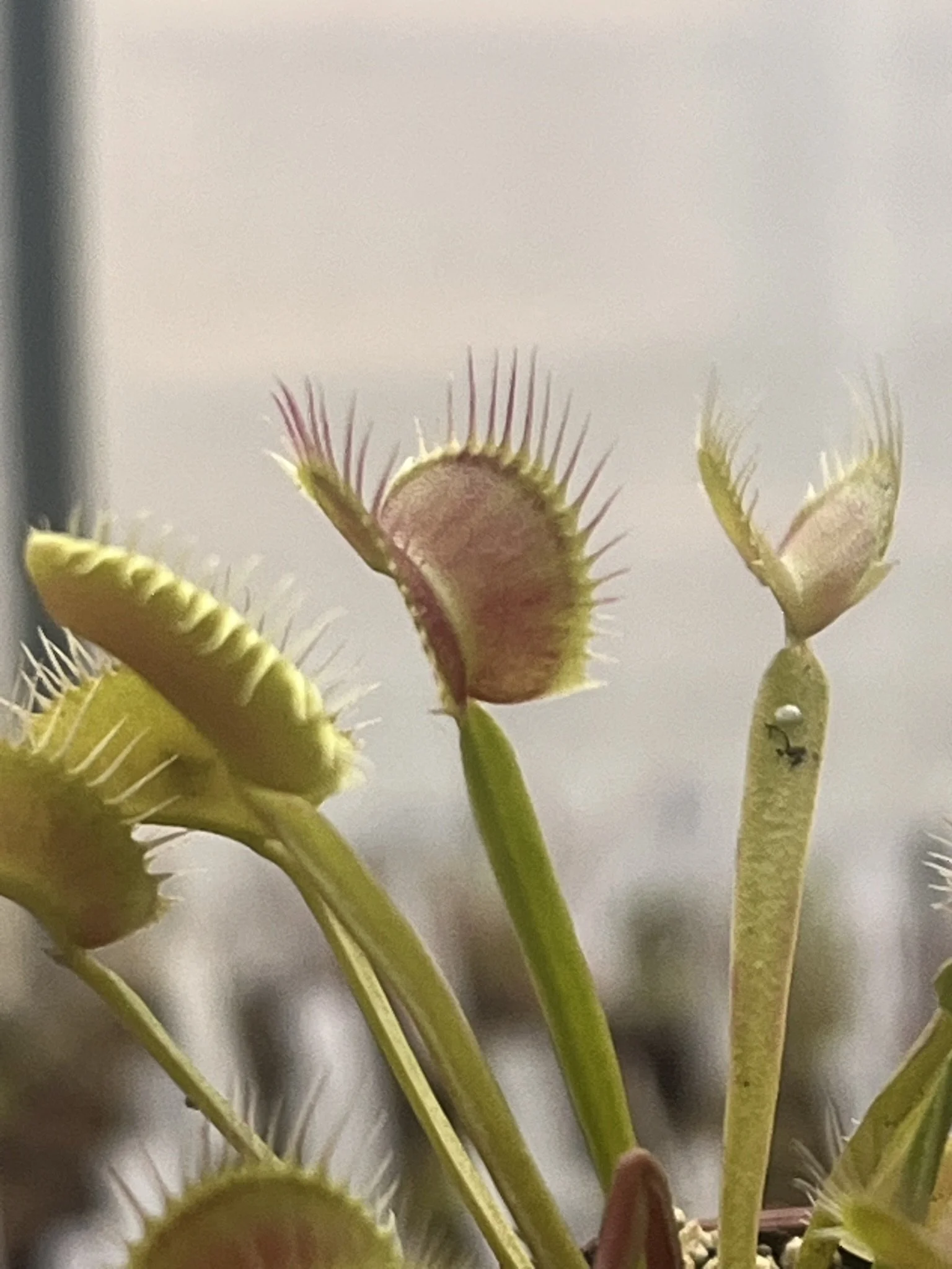 Close-up of Venus flytrap plants with open traps showing hair-like trigger mechanisms and small teeth, against a plain background.