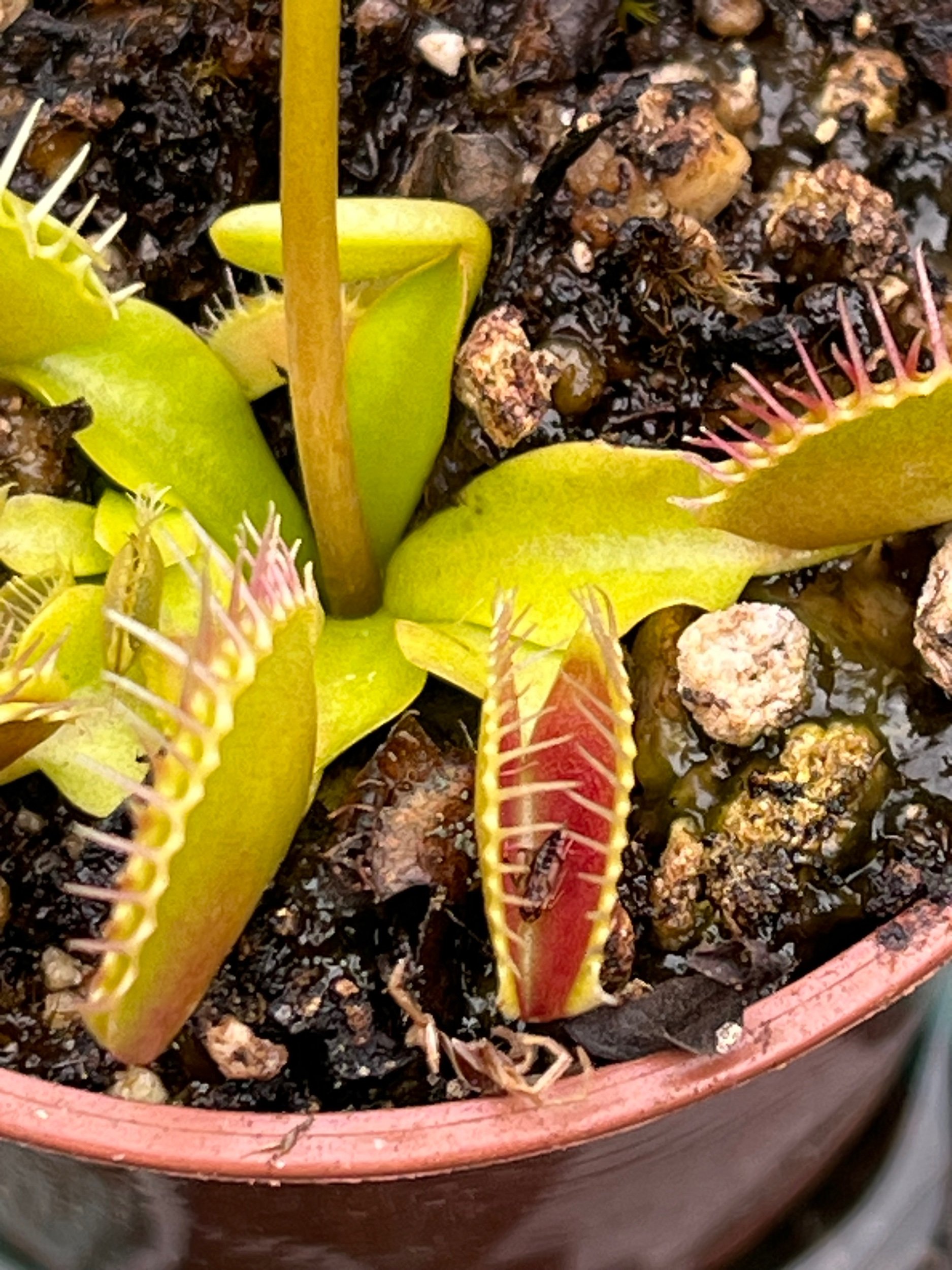 Venus Flytrap - 'Giant Peach'