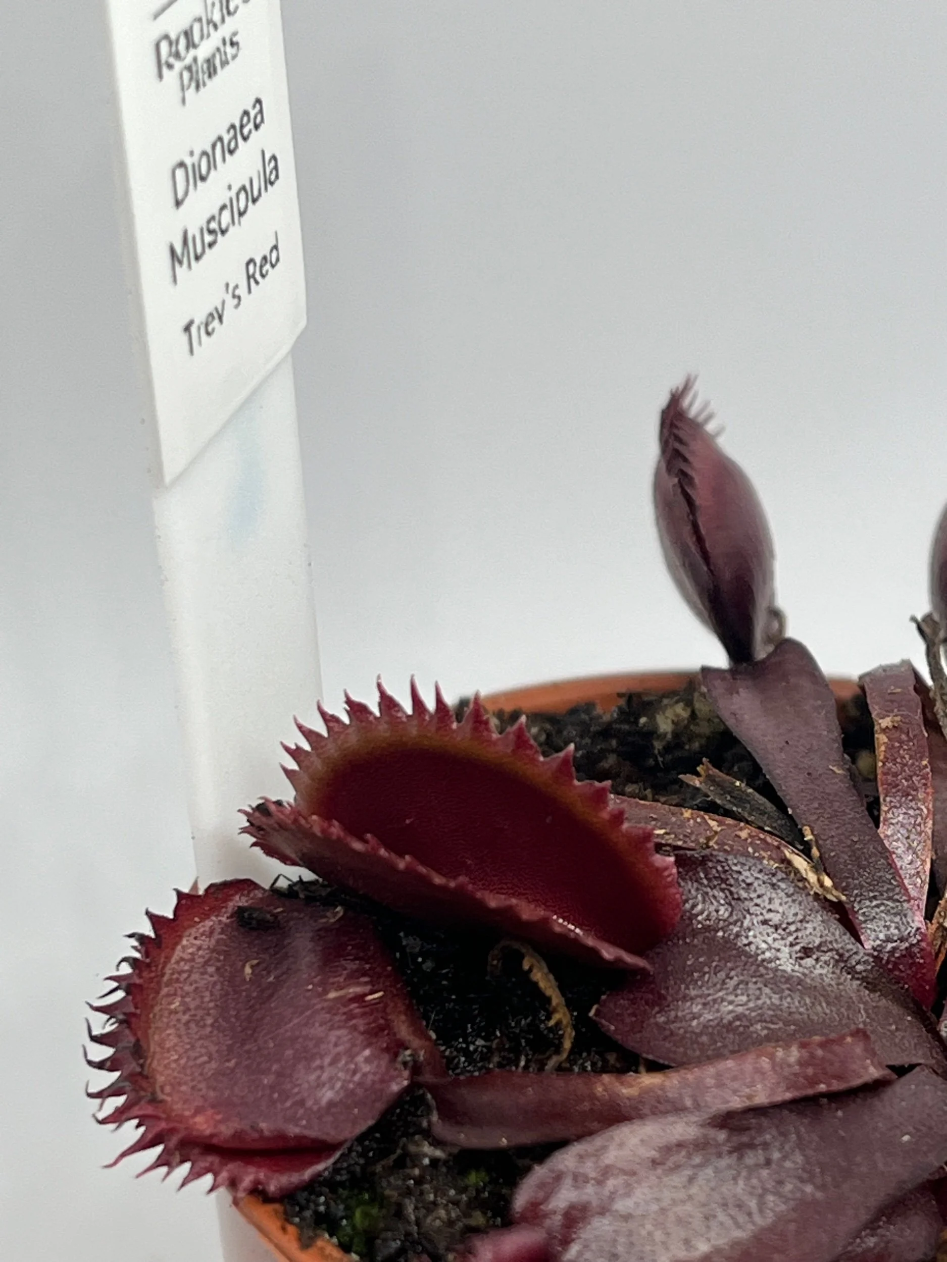 Venus Flytrap - 'Trev's Red Dentate'
