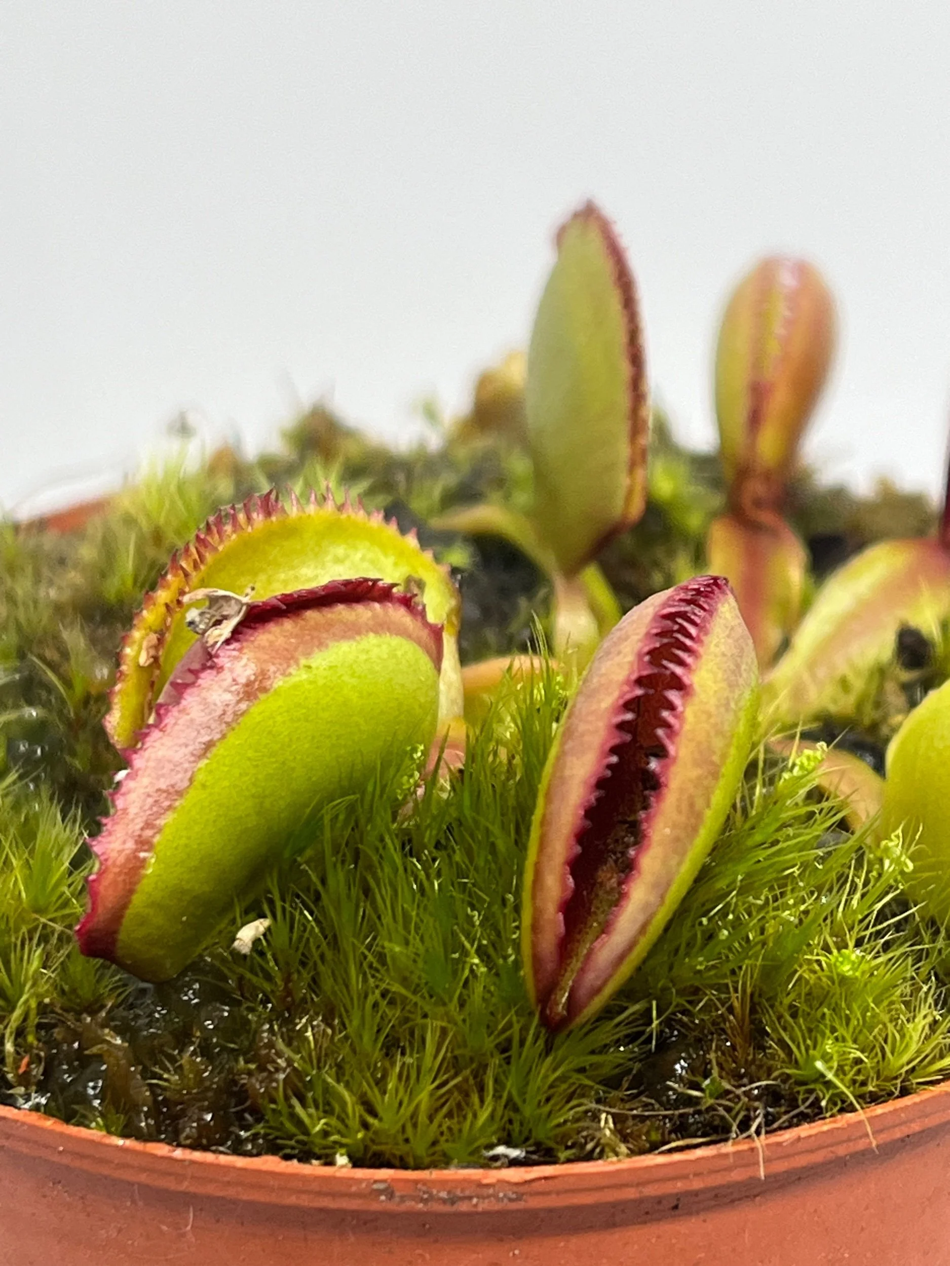 Venus Flytrap - 'Periscope'