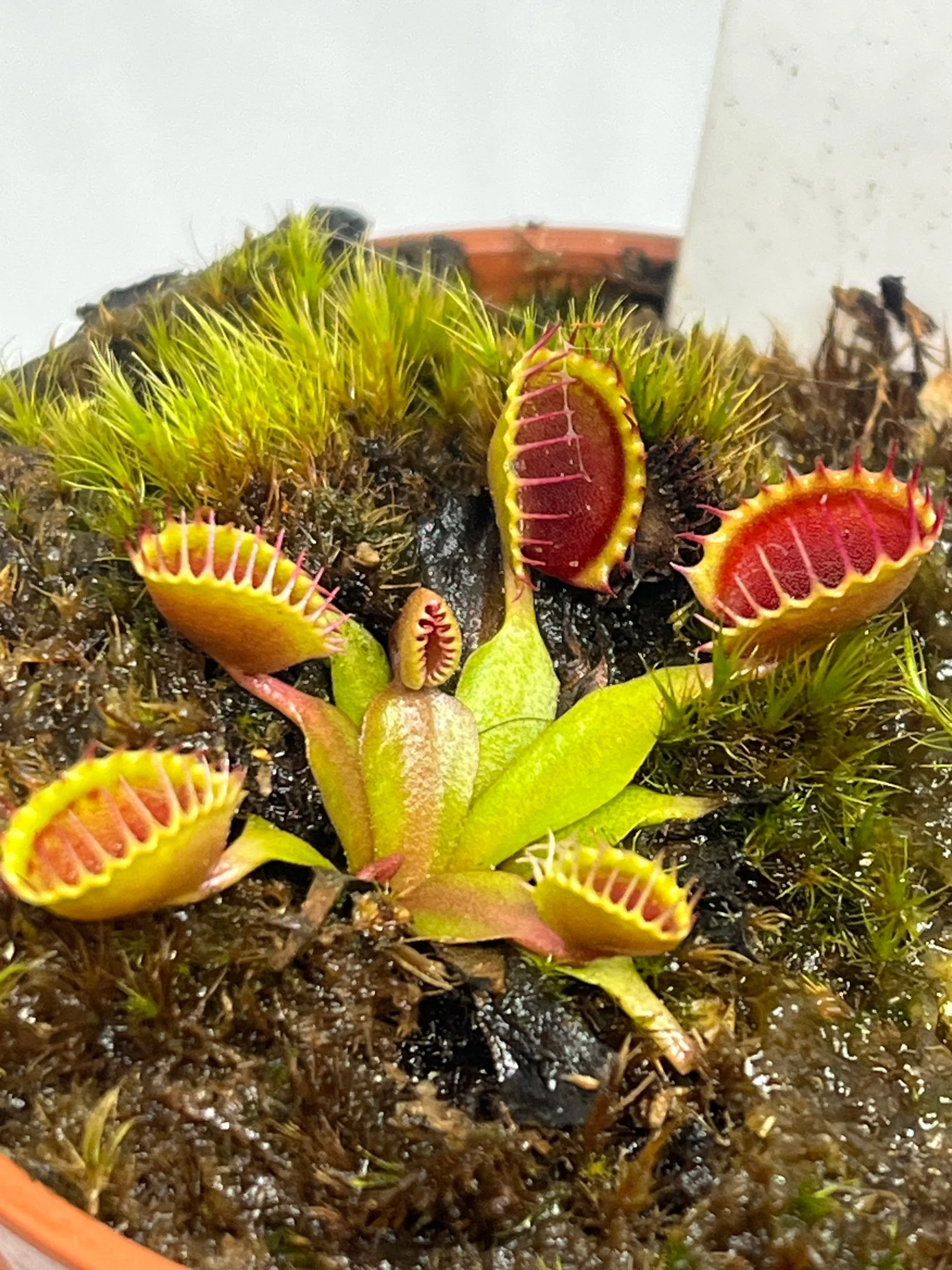 Venus Flytrap 'Cup Trap'