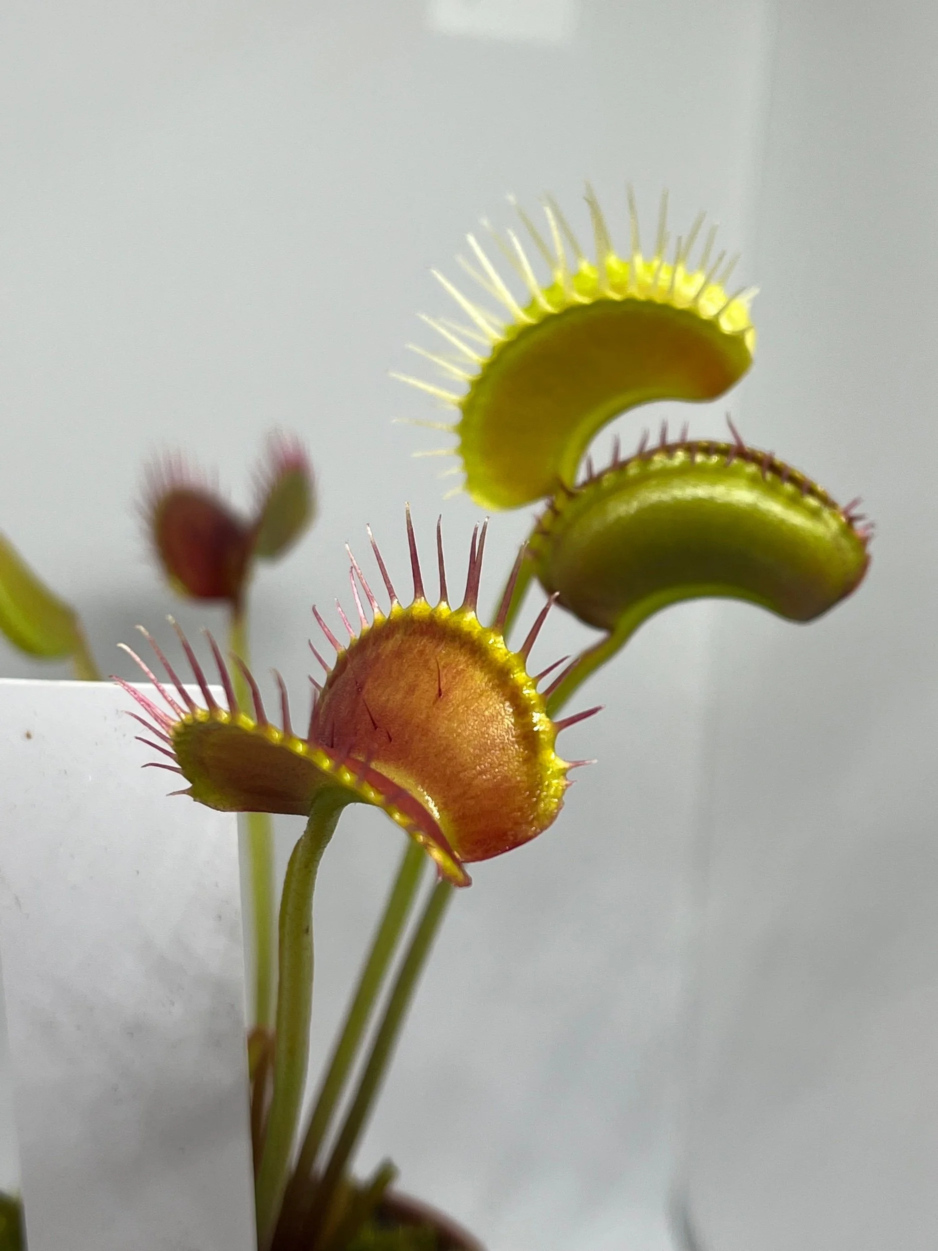 Venus Flytrap - Wip Long Snapper