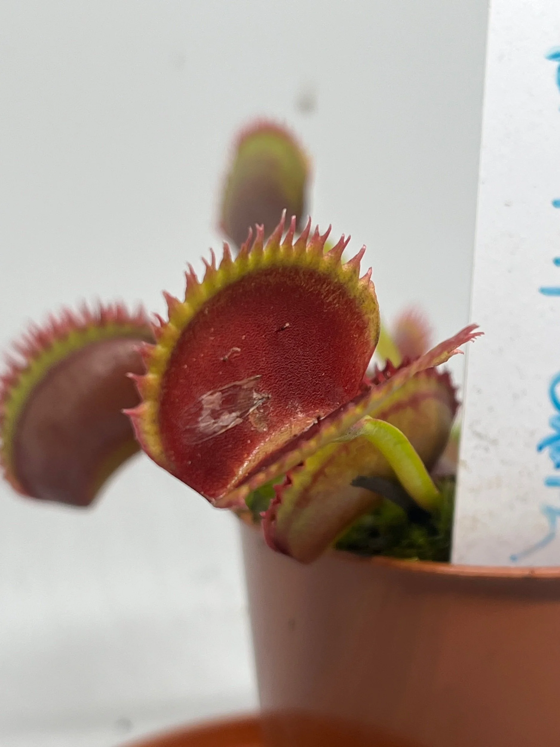 Venus Flytrap - 'Brutal Shark'