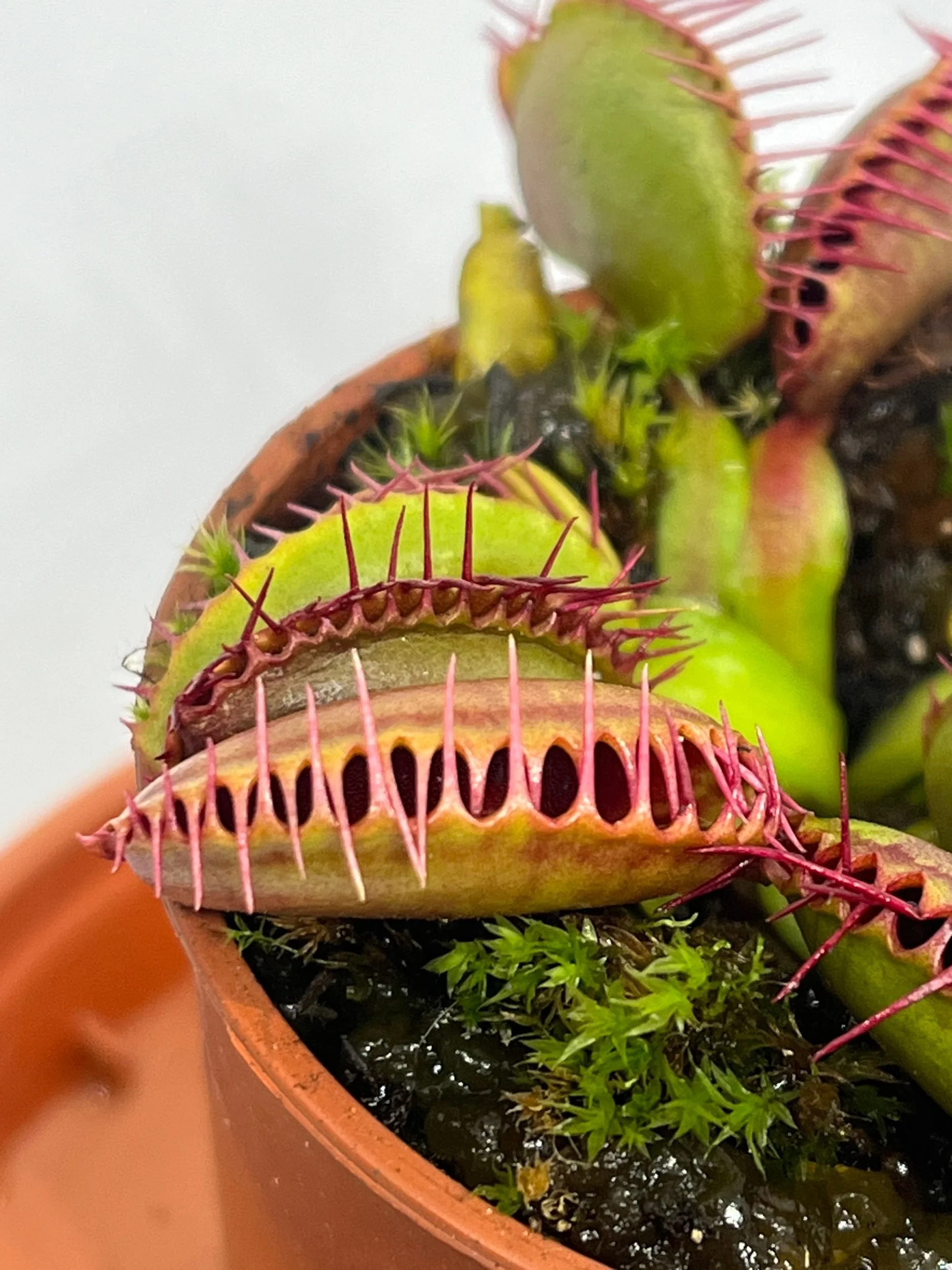 Flytrap & Sundew Starter Set