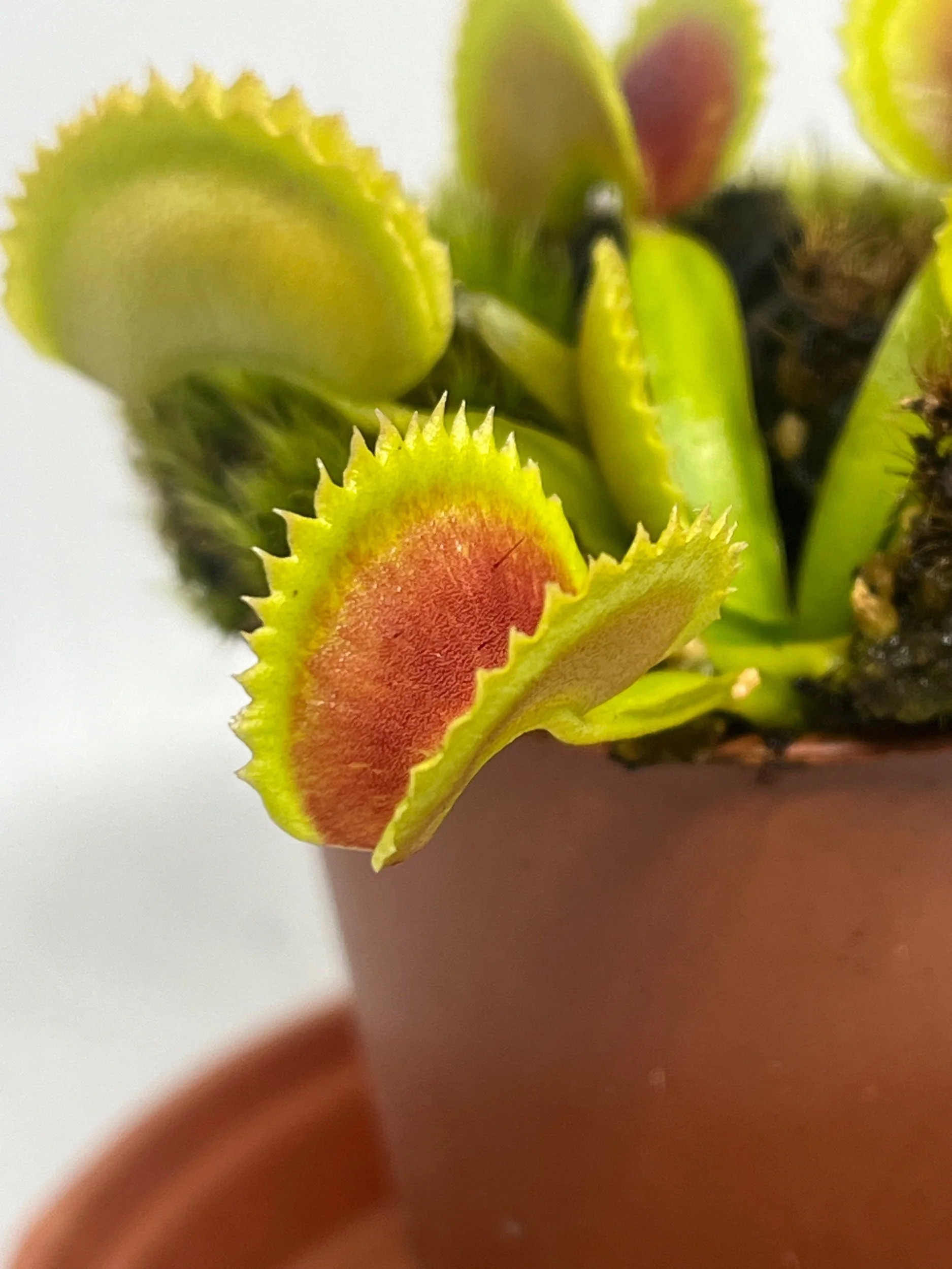 Venus Flytrap 'Dracula'