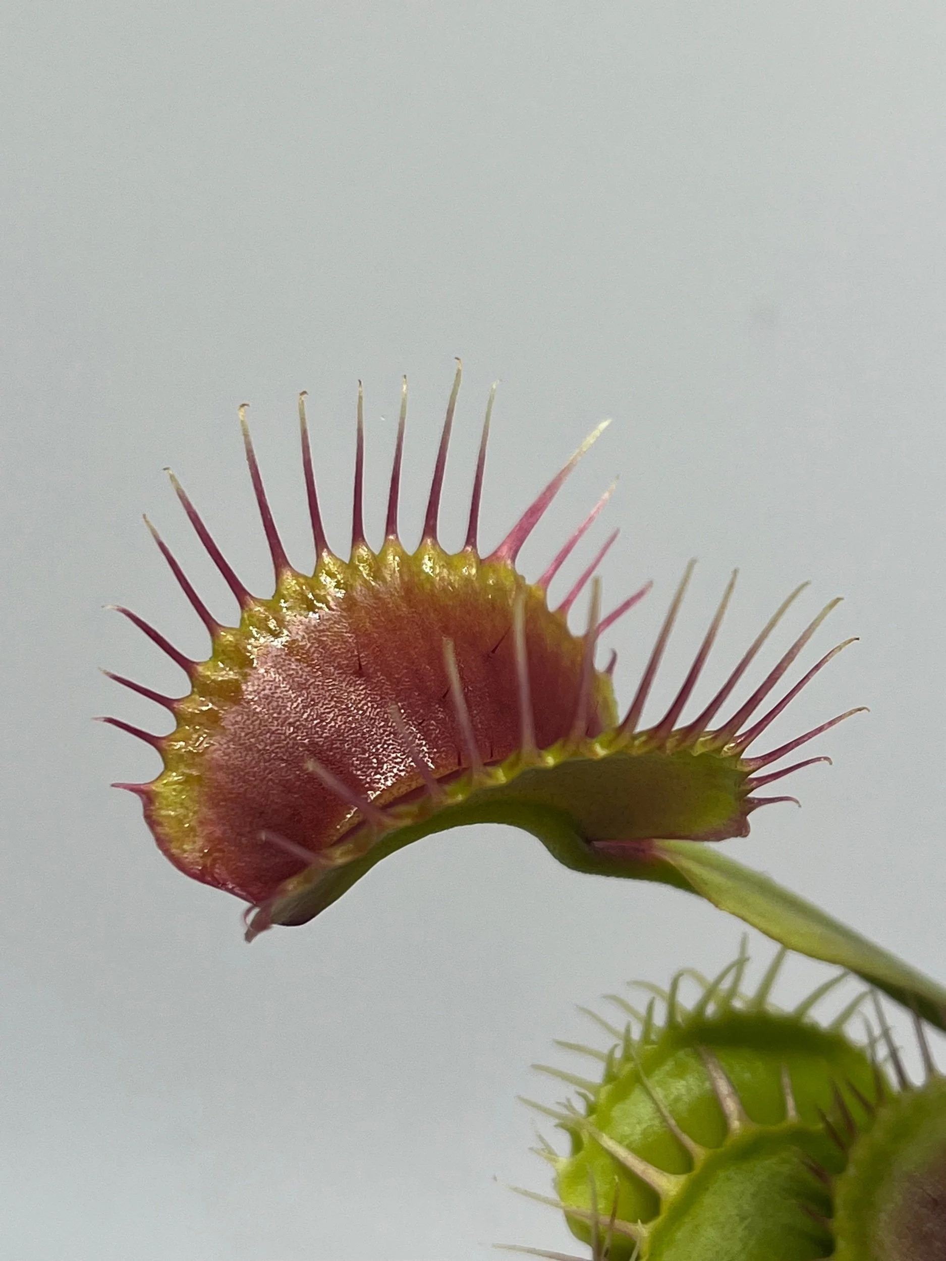 Venus Flytrap 'Blackpearl'