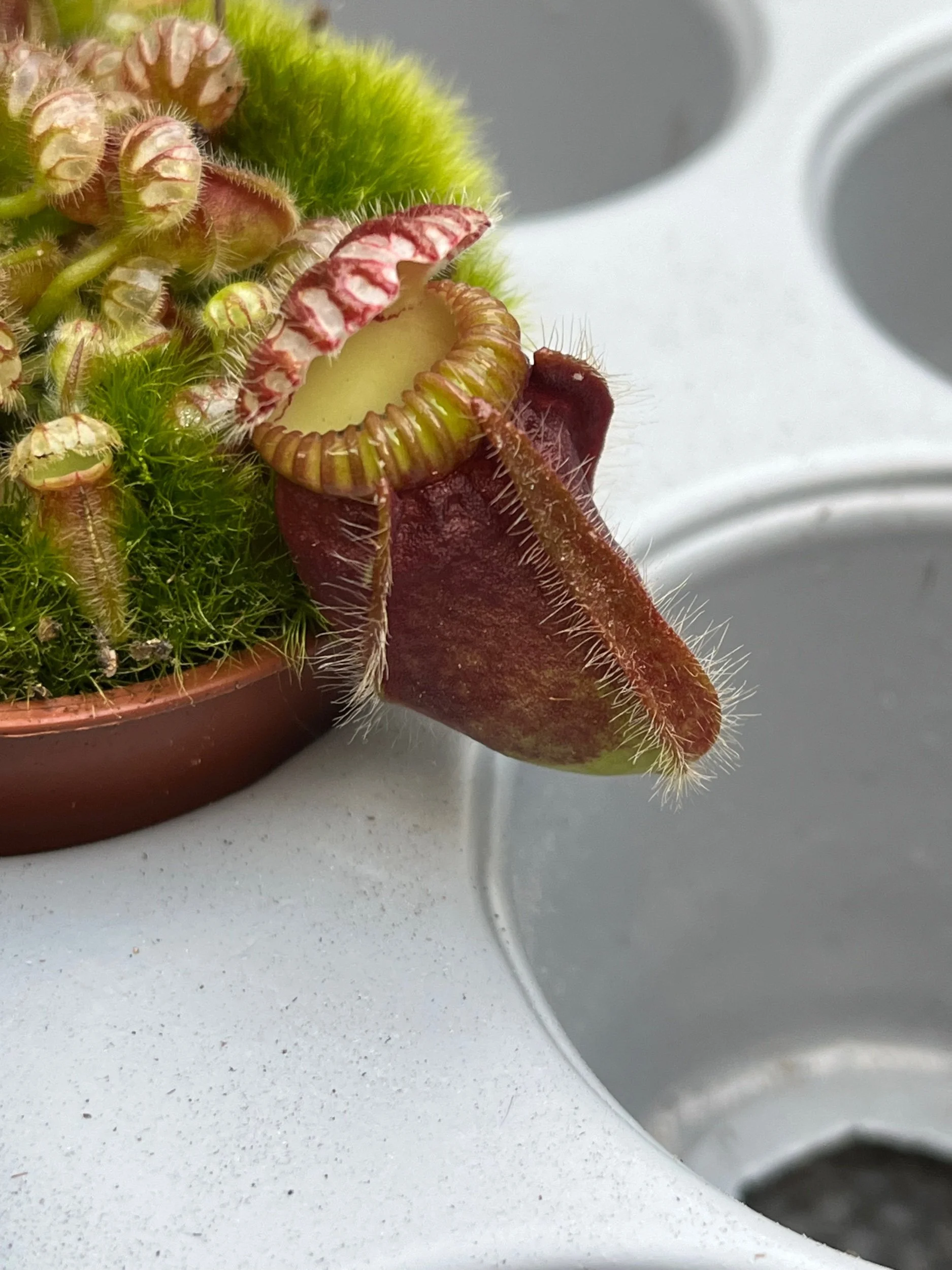 Cephalotus Follicularis